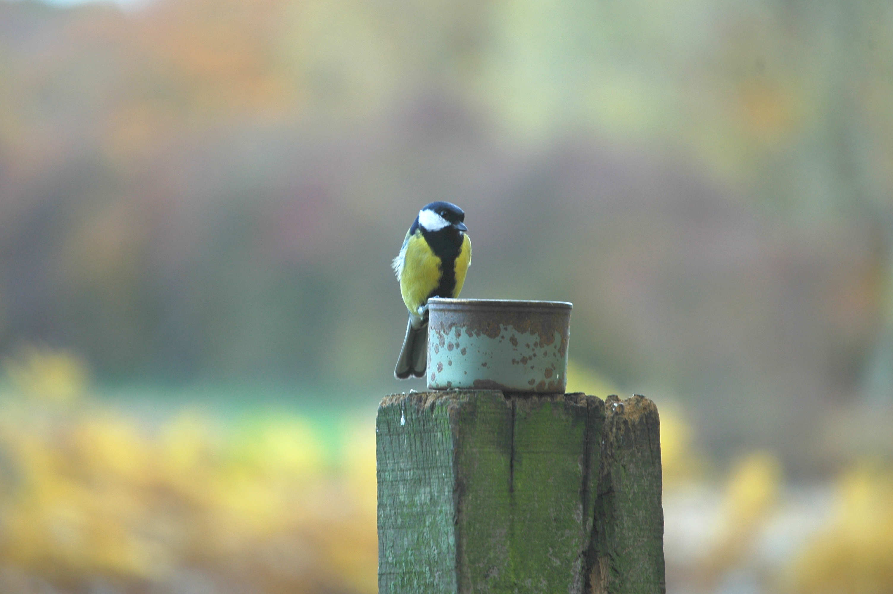 photos/wildlife/Bird_Species/168-Tits-Chickadees/7646-Great_Tit/DSC_4007.JPG