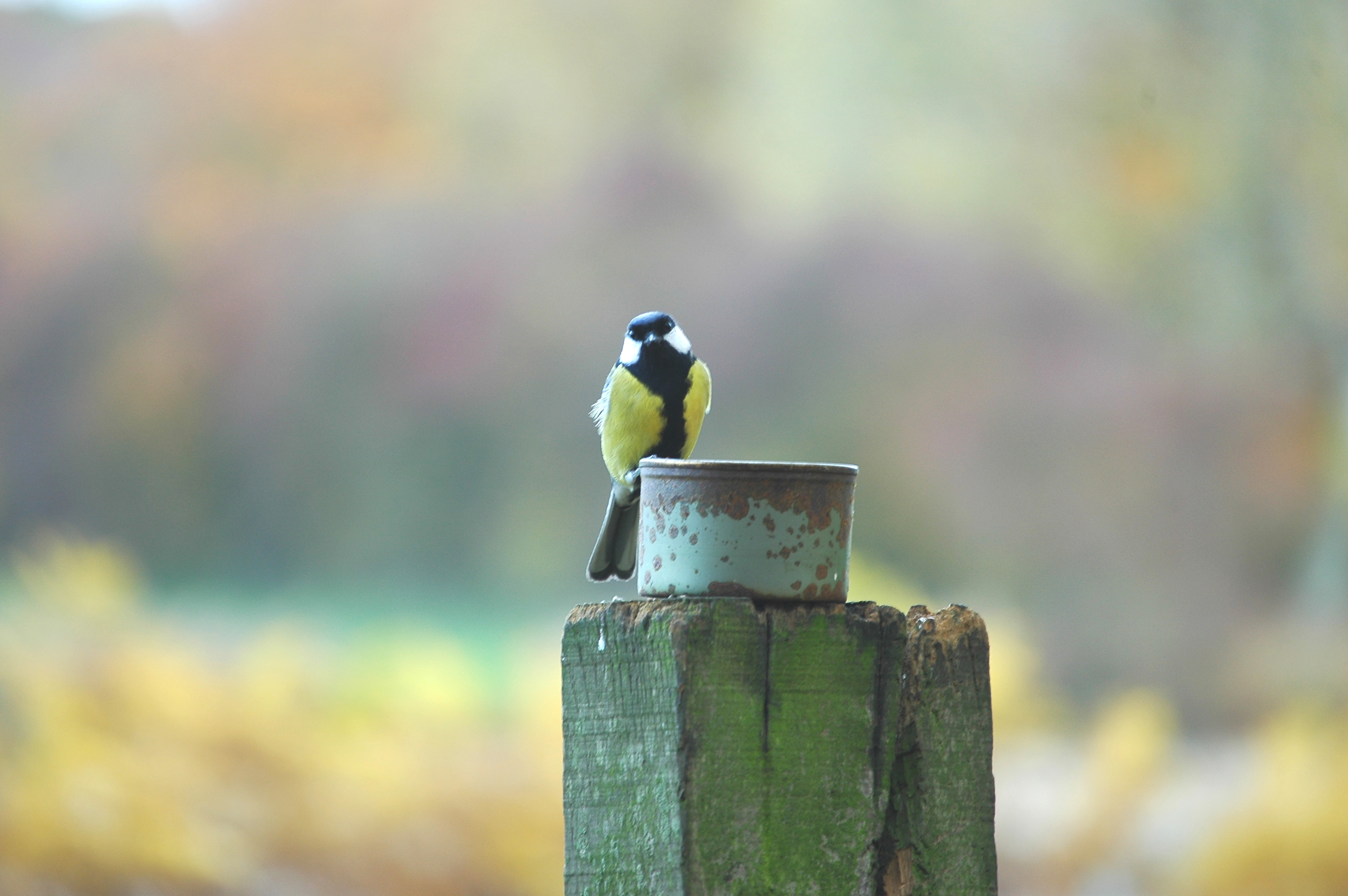 photos/wildlife/Bird_Species/168-Tits-Chickadees/7646-Great_Tit/DSC_4008.JPG