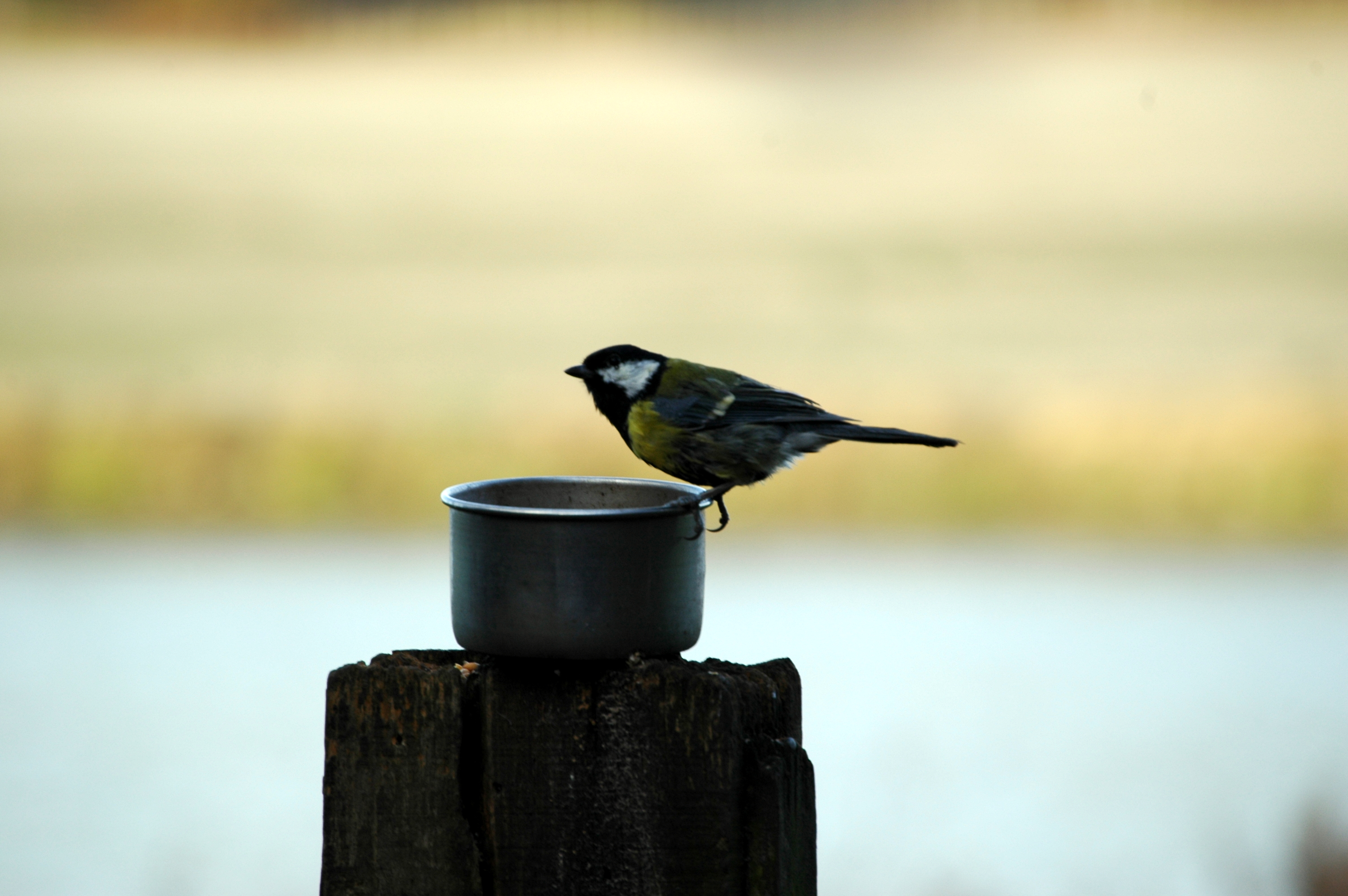 photos/wildlife/Bird_Species/168-Tits-Chickadees/7646-Great_Tit/DSC_4418.JPG