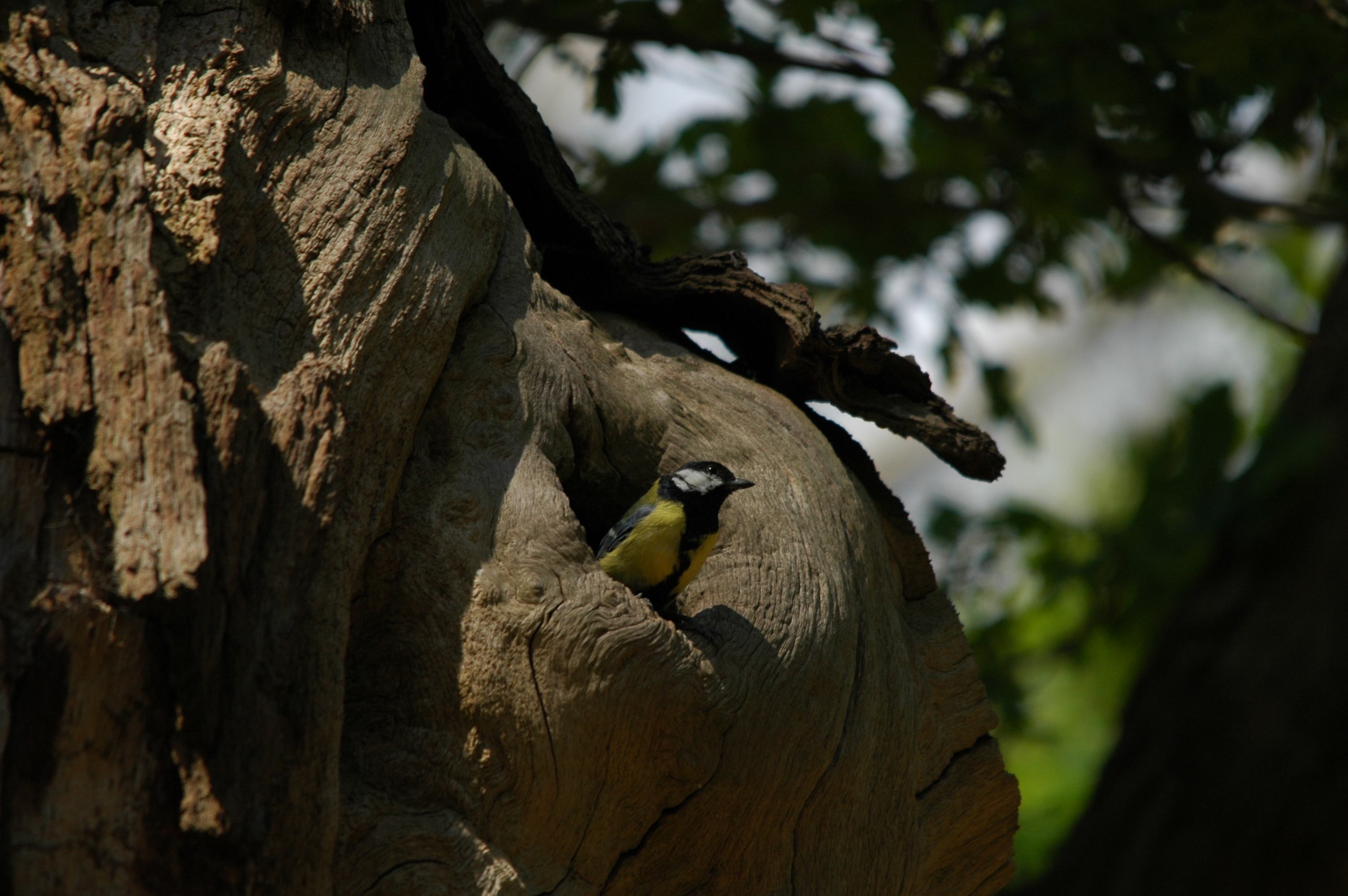 photos/wildlife/Bird_Species/168-Tits-Chickadees/7646-Great_Tit/DSC_5827.JPG