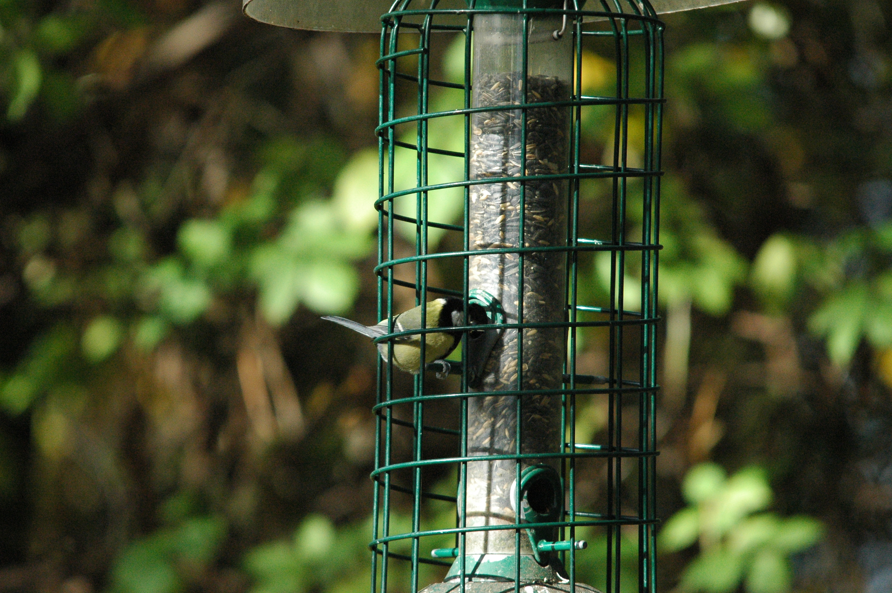 photos/wildlife/Bird_Species/168-Tits-Chickadees/7646-Great_Tit/dsc_1241.jpg