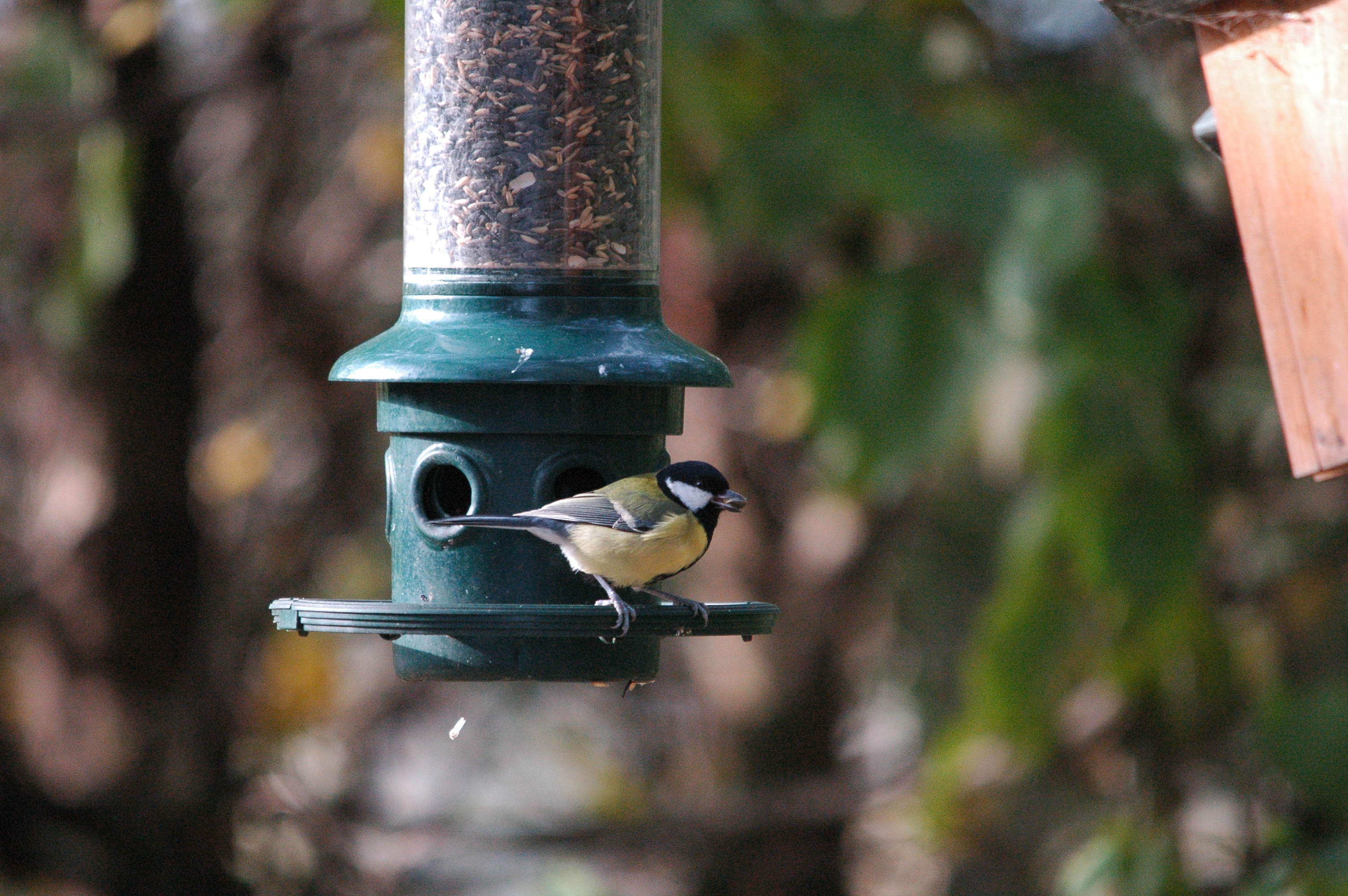 photos/wildlife/Bird_Species/168-Tits-Chickadees/7646-Great_Tit/dsc_1352.jpg