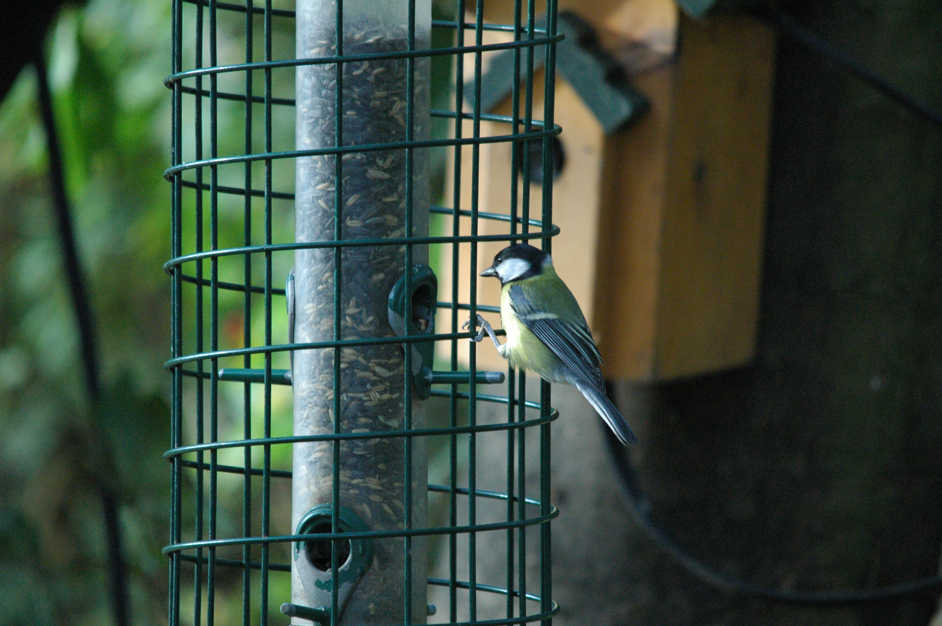 photos/wildlife/Bird_Species/168-Tits-Chickadees/7646-Great_Tit/dsc_1371.jpg