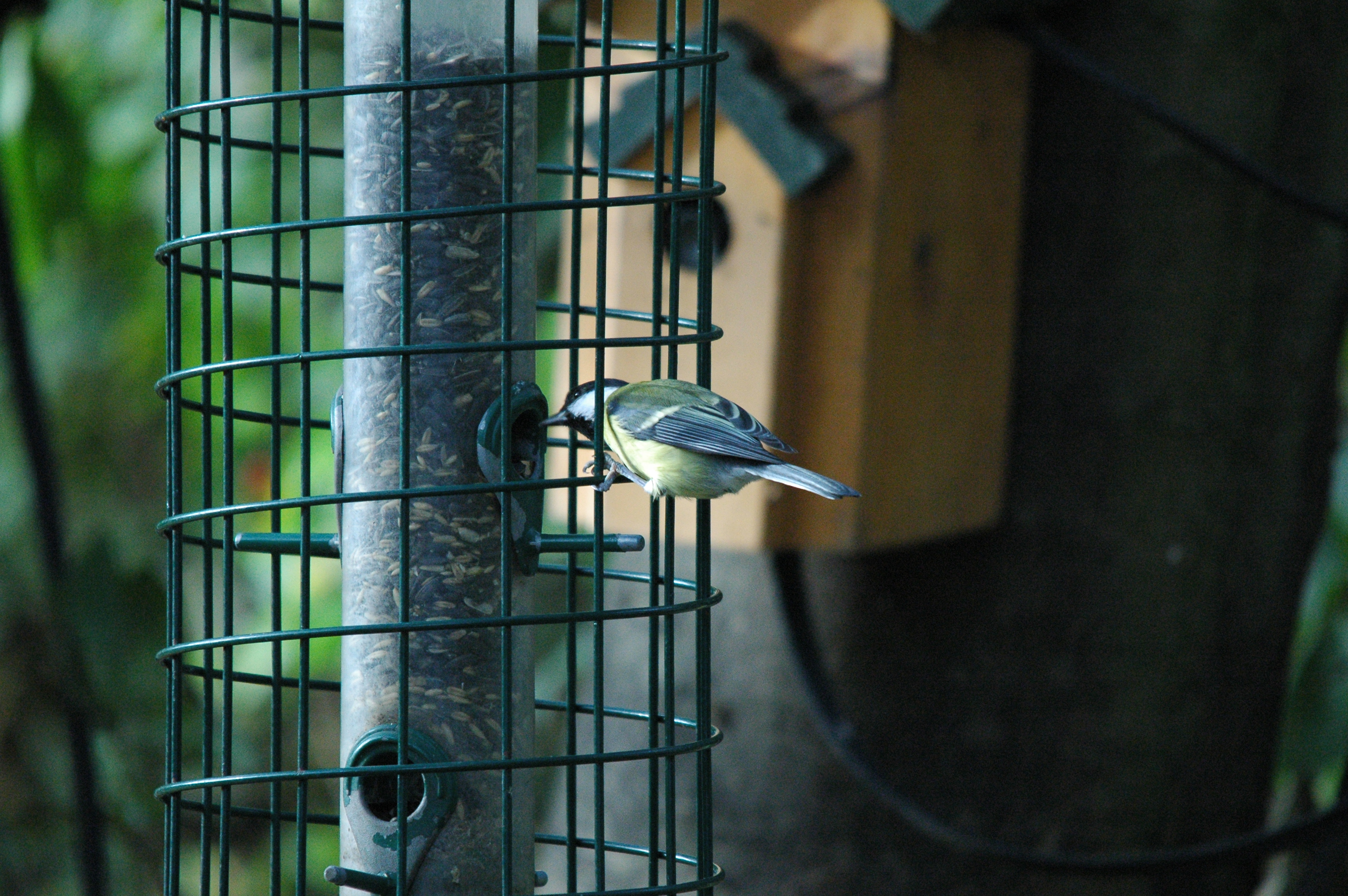 photos/wildlife/Bird_Species/168-Tits-Chickadees/7646-Great_Tit/dsc_1372.jpg