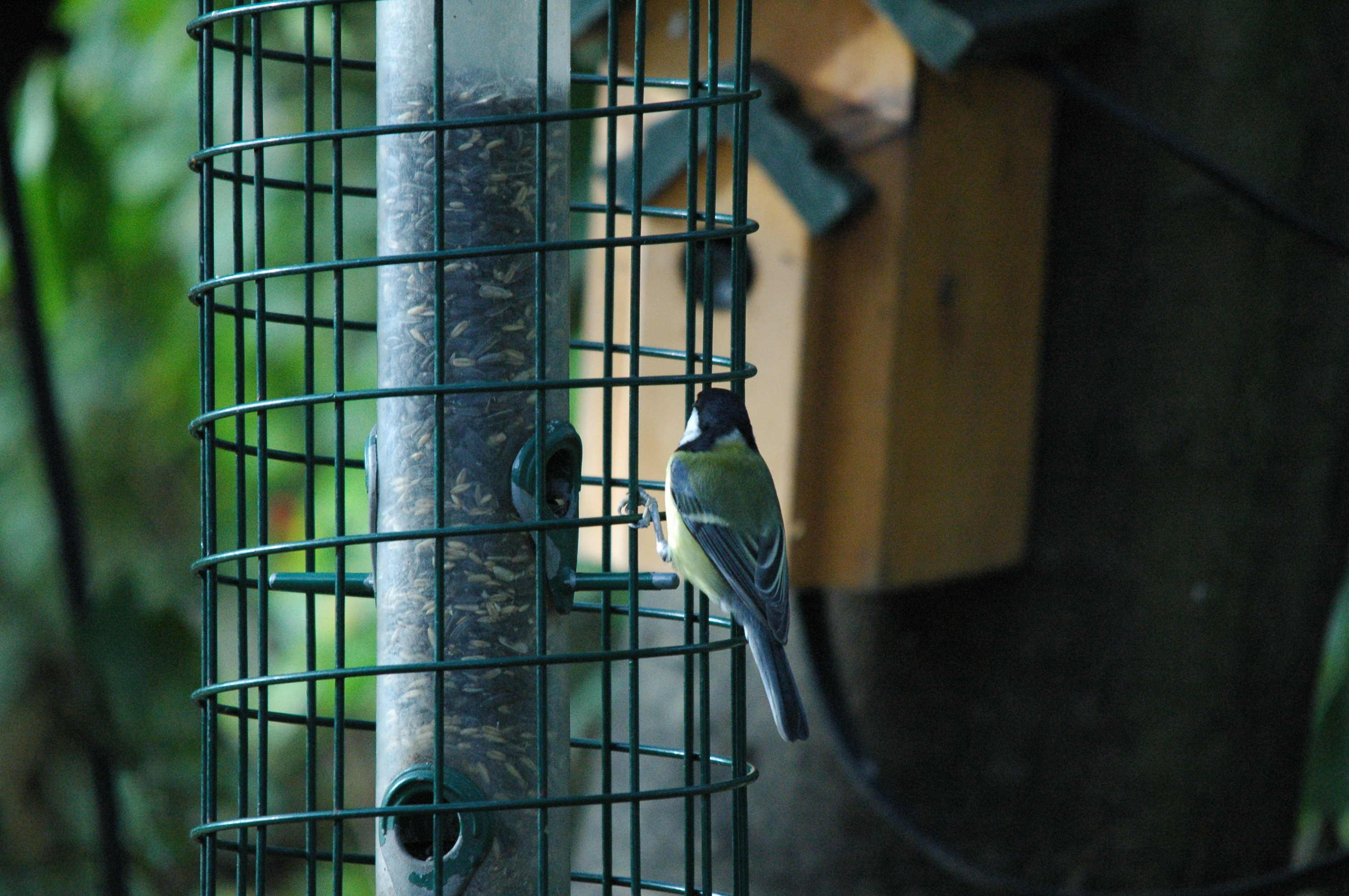photos/wildlife/Bird_Species/168-Tits-Chickadees/7646-Great_Tit/dsc_1373.jpg