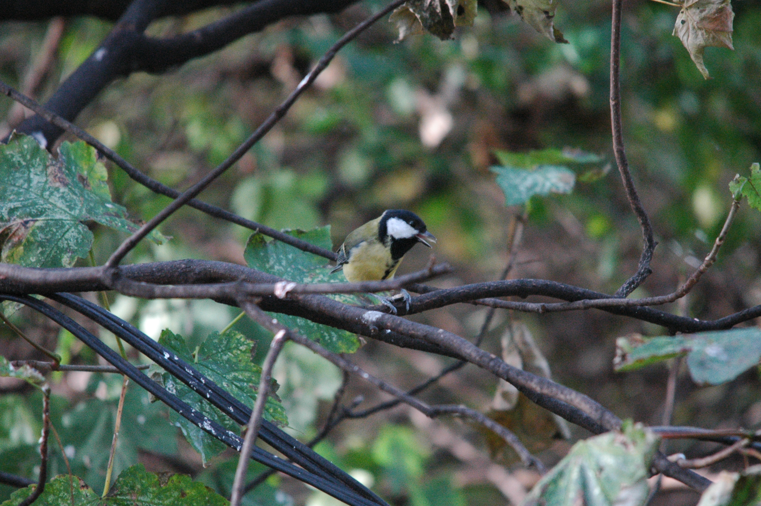 photos/wildlife/Bird_Species/168-Tits-Chickadees/7646-Great_Tit/dsc_1374.jpg