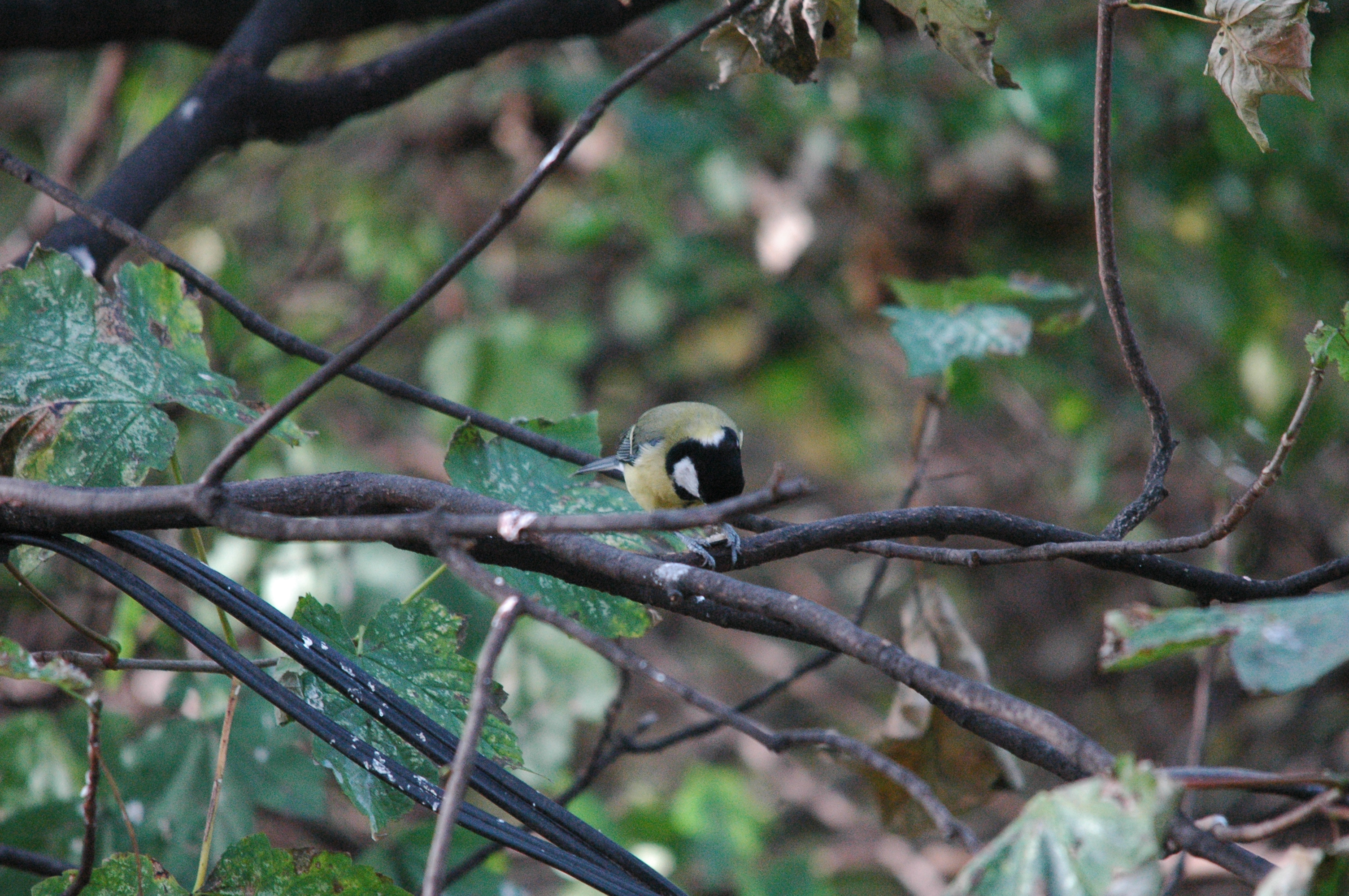 photos/wildlife/Bird_Species/168-Tits-Chickadees/7646-Great_Tit/dsc_1375.jpg