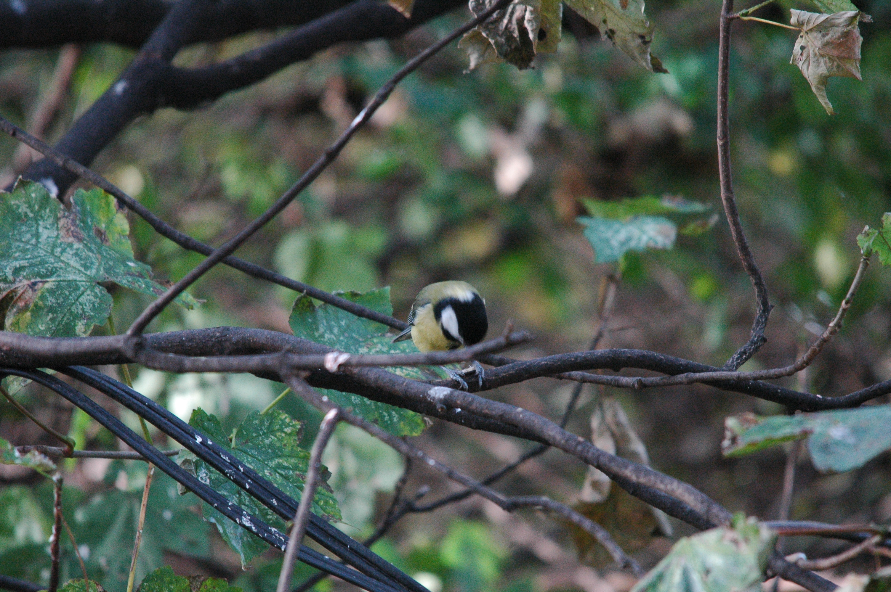 photos/wildlife/Bird_Species/168-Tits-Chickadees/7646-Great_Tit/dsc_1376.jpg
