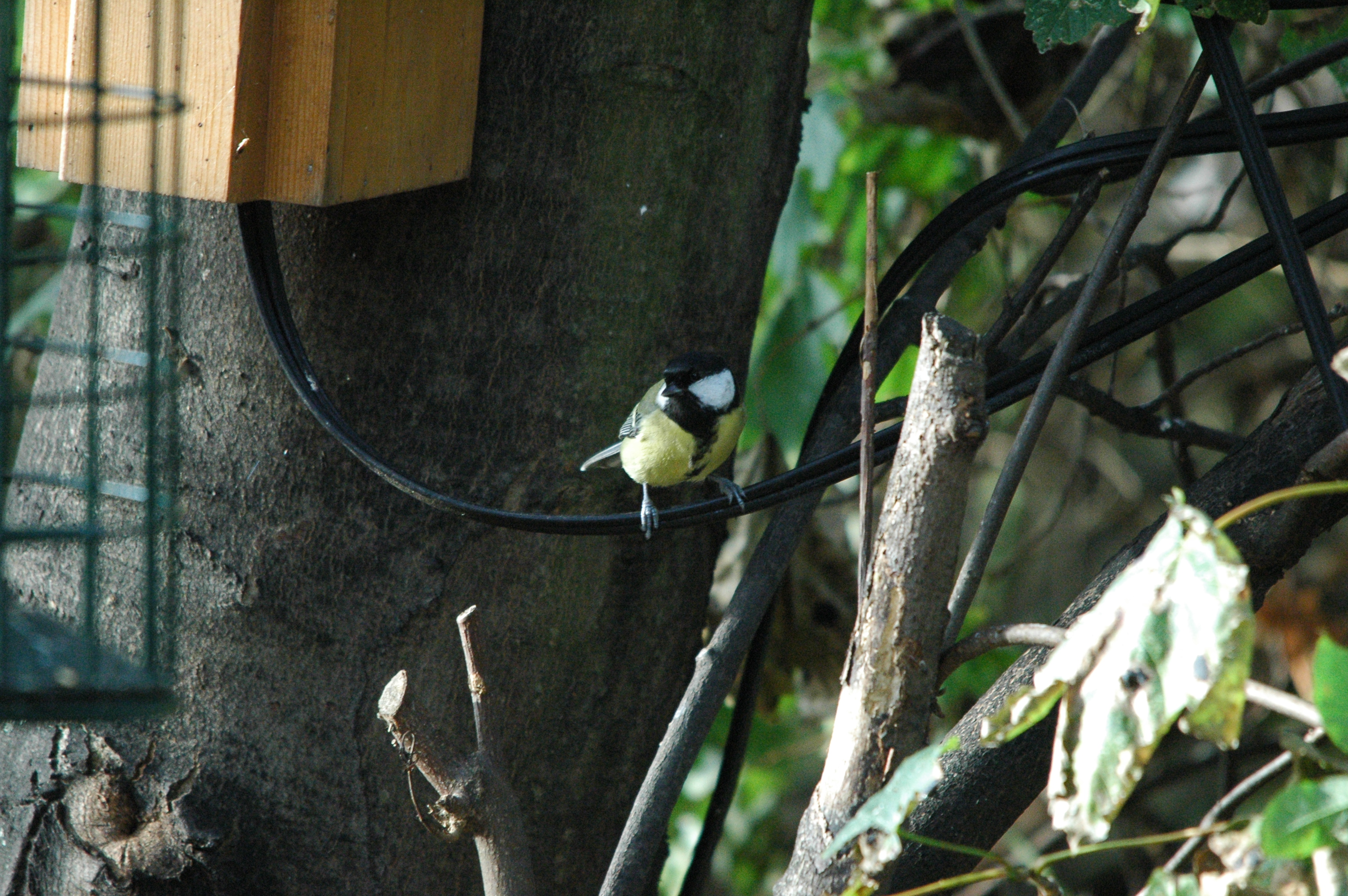 photos/wildlife/Bird_Species/168-Tits-Chickadees/7646-Great_Tit/dsc_1380.jpg