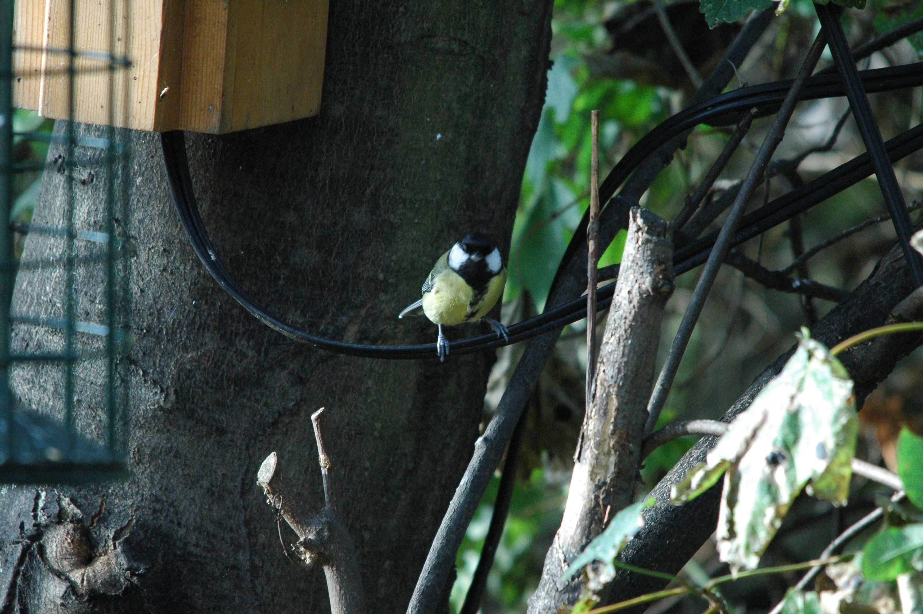 photos/wildlife/Bird_Species/168-Tits-Chickadees/7646-Great_Tit/dsc_1381.jpg