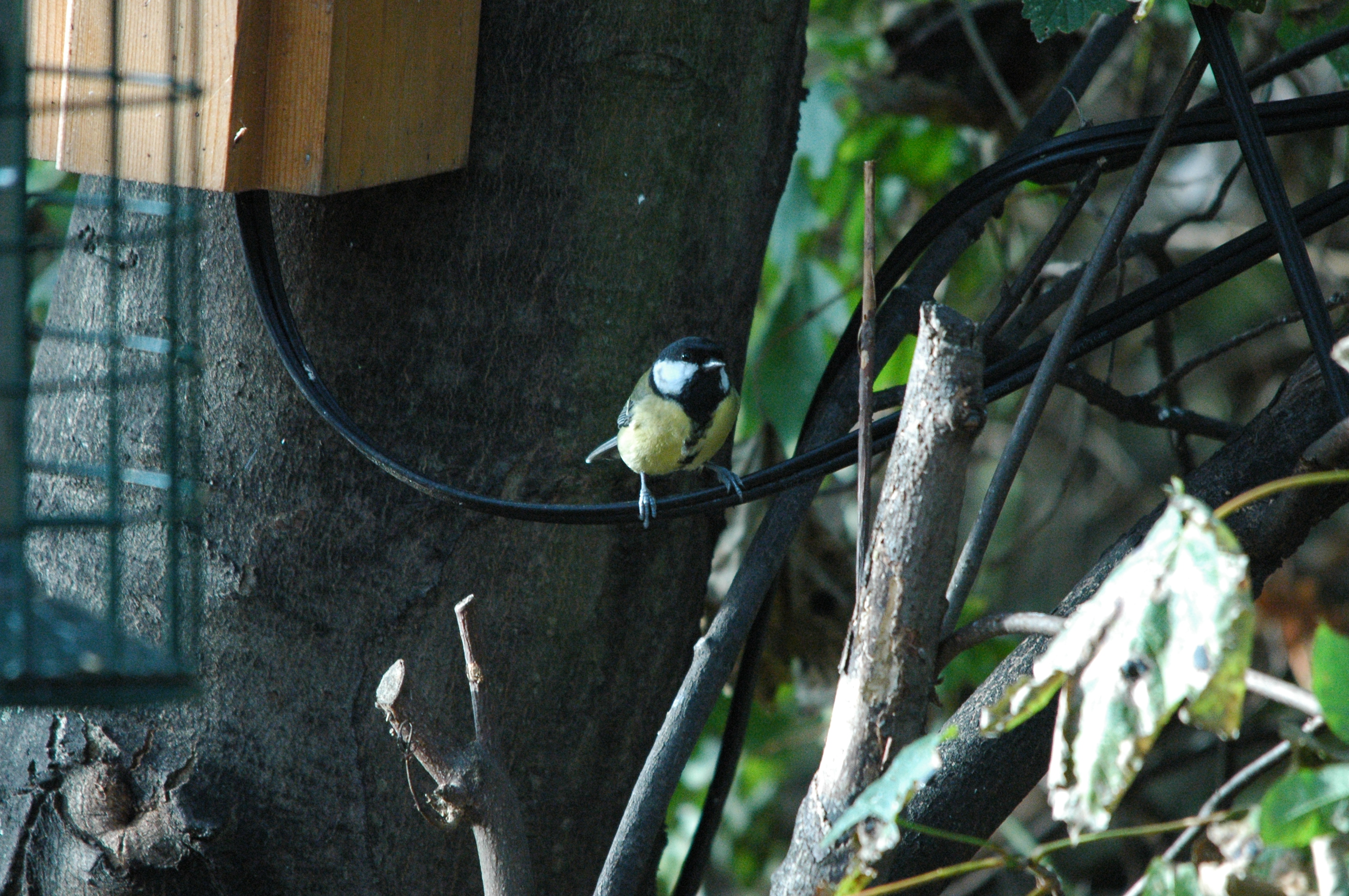 photos/wildlife/Bird_Species/168-Tits-Chickadees/7646-Great_Tit/dsc_1382.jpg