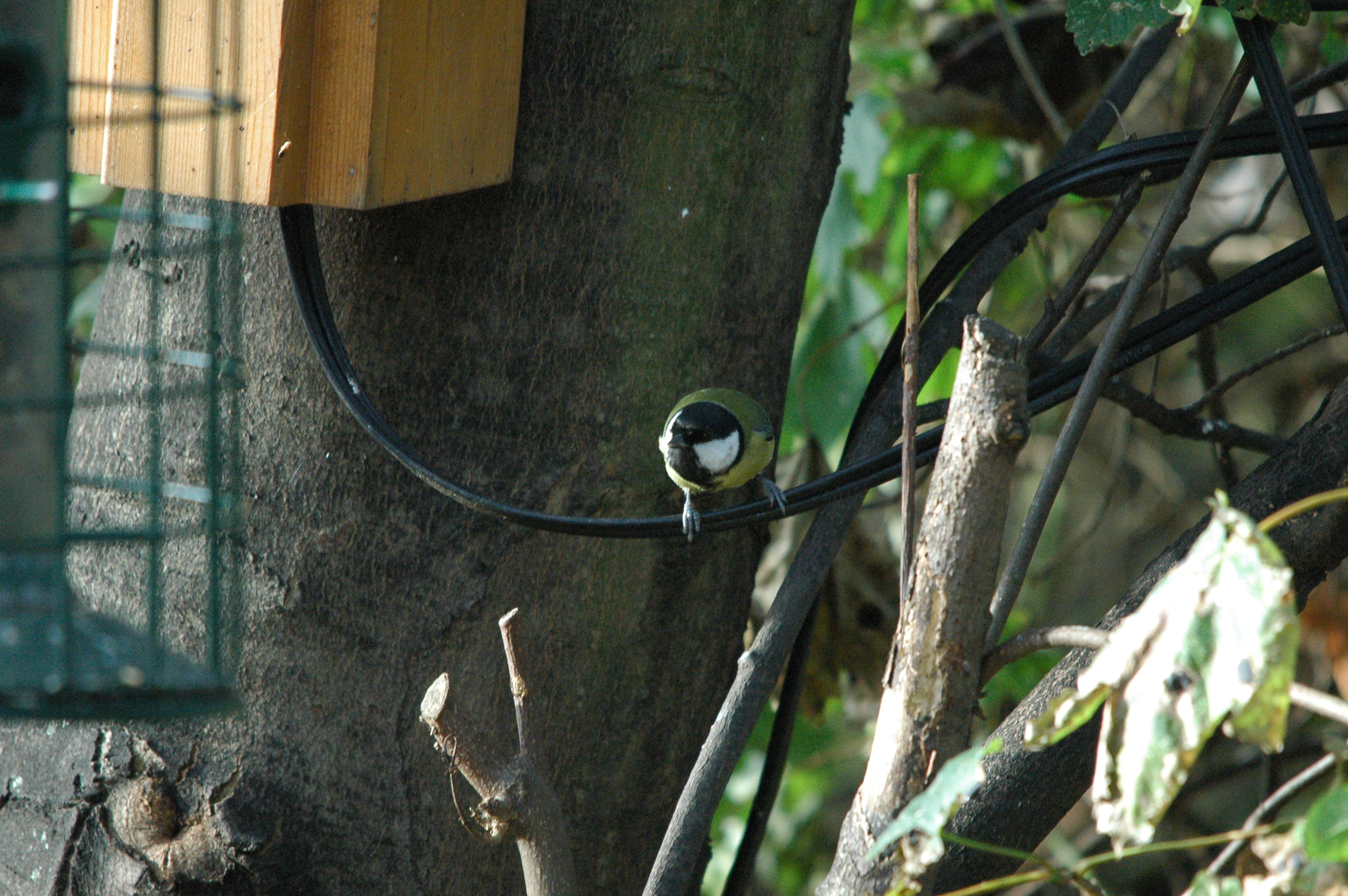 photos/wildlife/Bird_Species/168-Tits-Chickadees/7646-Great_Tit/dsc_1383.jpg
