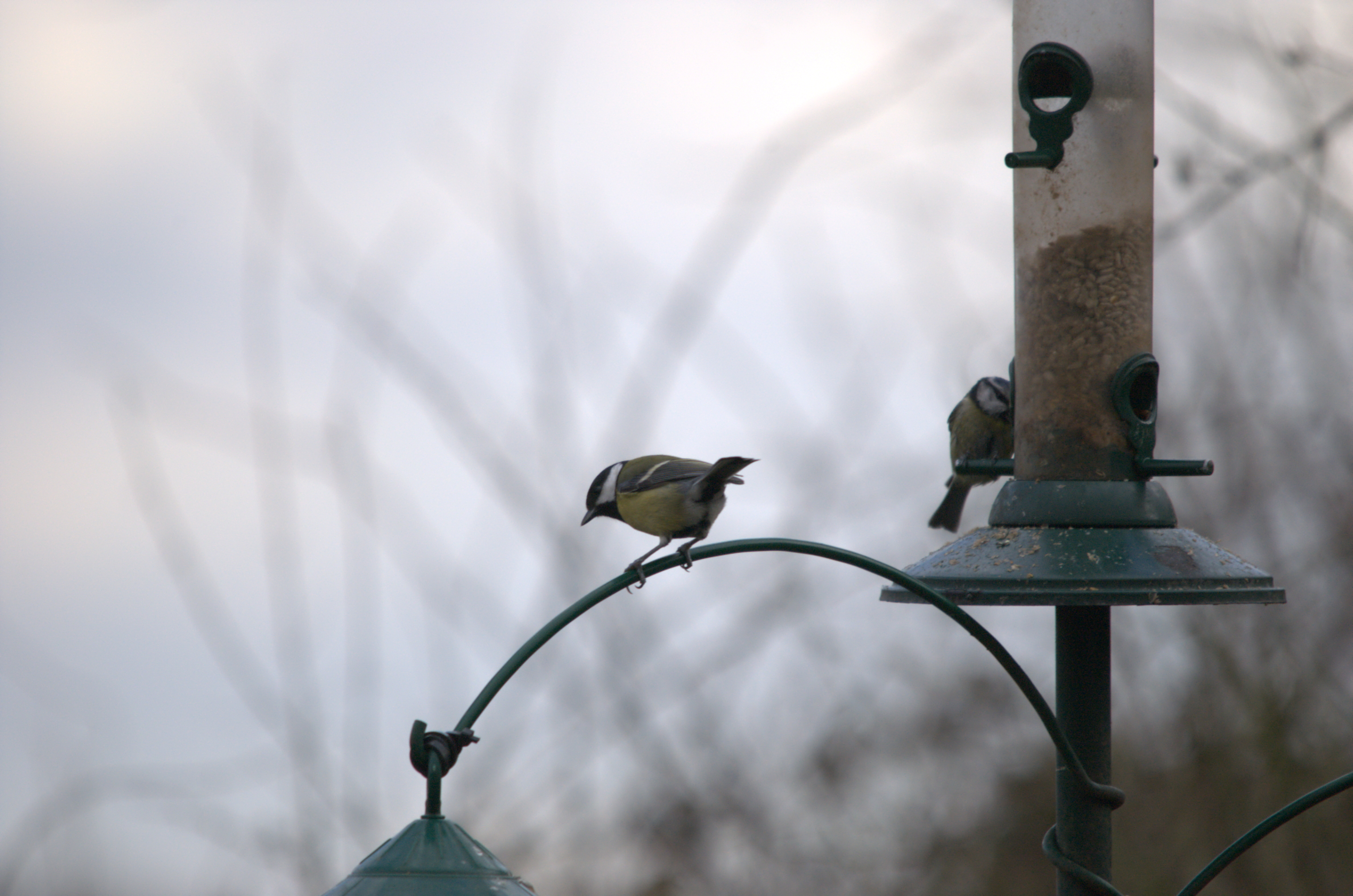 photos/wildlife/Bird_Species/168-Tits-Chickadees/7646-Great_Tit/dsc_1841.jpeg