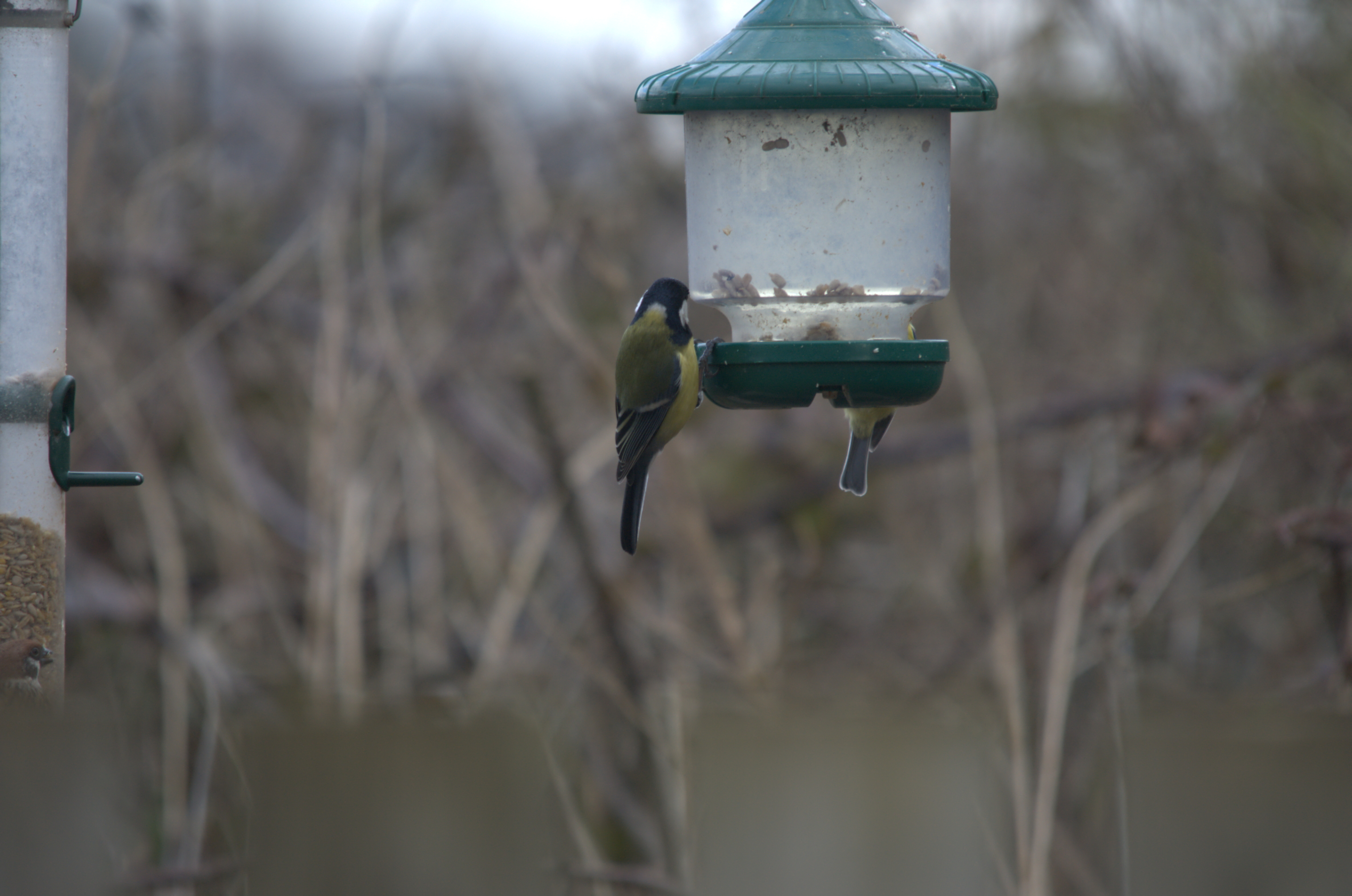 photos/wildlife/Bird_Species/168-Tits-Chickadees/7646-Great_Tit/dsc_1842.jpeg