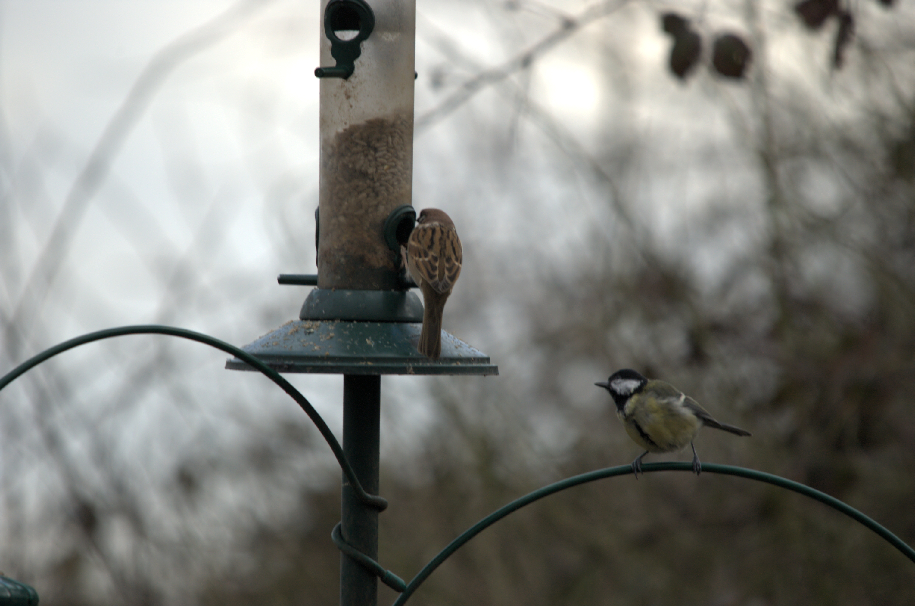 photos/wildlife/Bird_Species/168-Tits-Chickadees/7646-Great_Tit/dsc_1846.jpeg