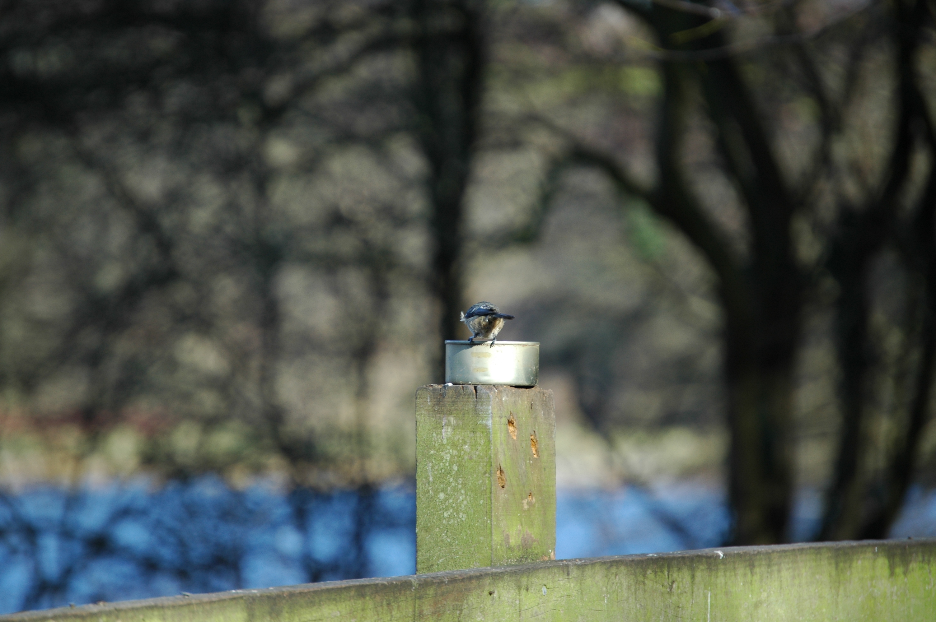 photos/wildlife/Bird_Species/168-Tits-Chickadees/7653-Blue_Tit/20060217-Wellbeck-03.jpg
