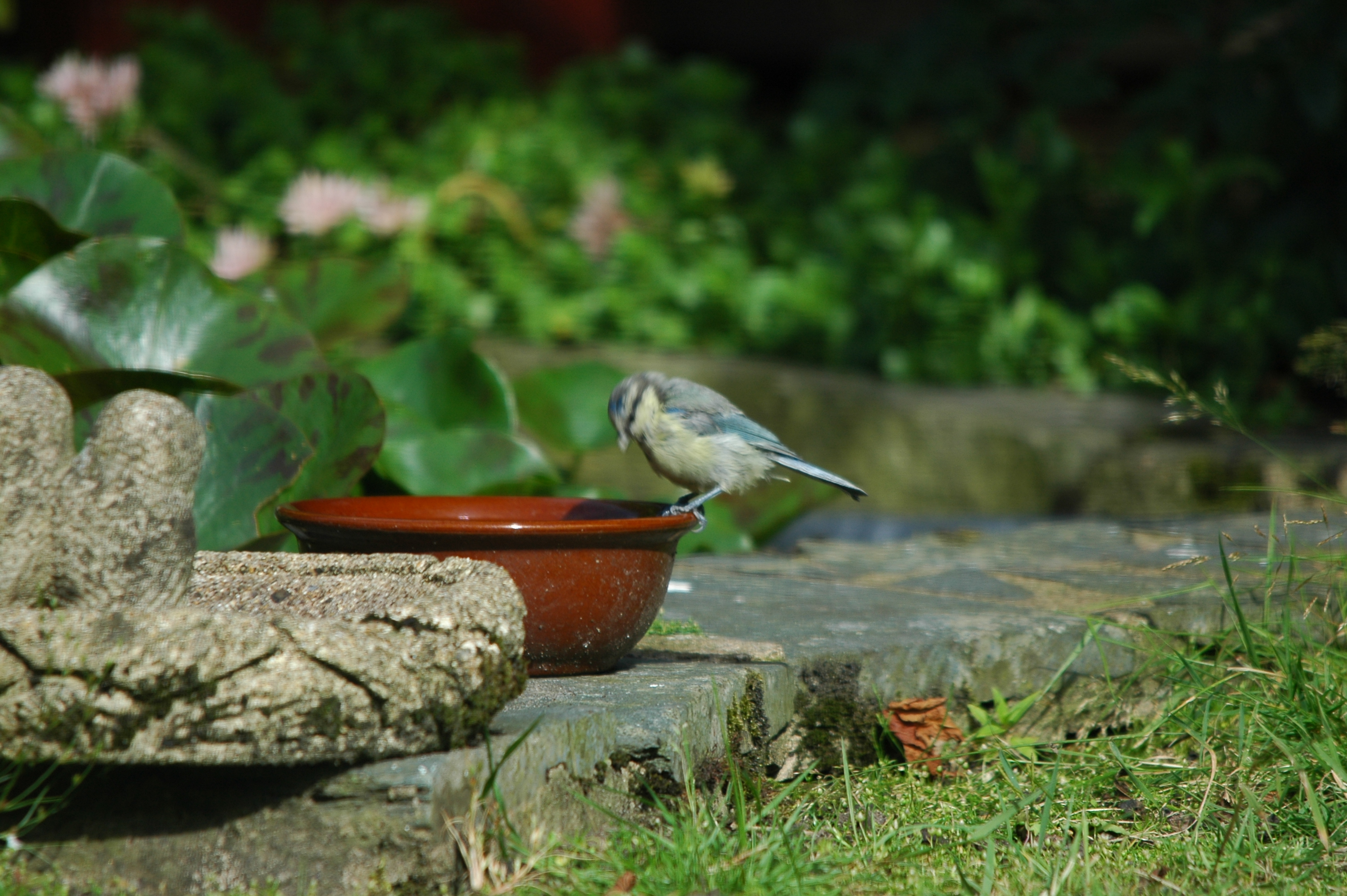 photos/wildlife/Bird_Species/168-Tits-Chickadees/7653-Blue_Tit/20090720-Burscough-01.jpg