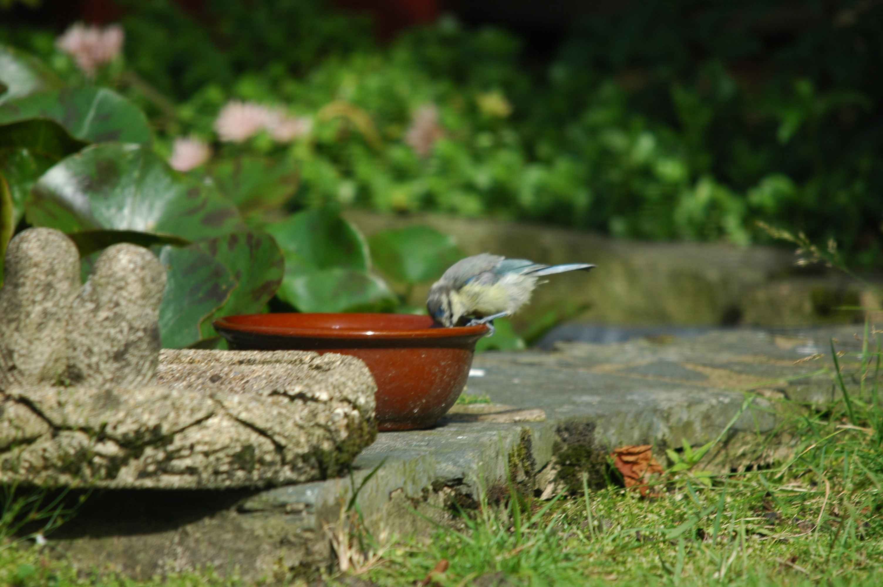 photos/wildlife/Bird_Species/168-Tits-Chickadees/7653-Blue_Tit/20090720-Burscough-02.jpg