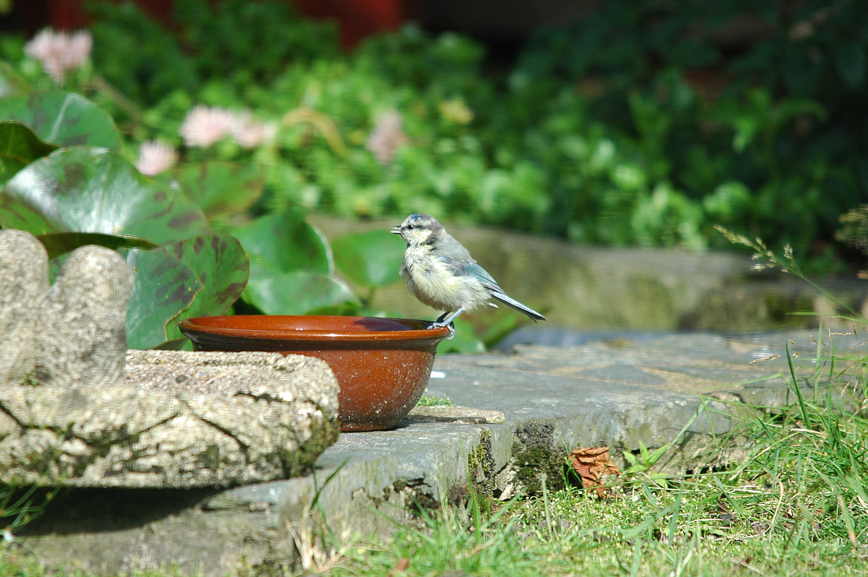 photos/wildlife/Bird_Species/168-Tits-Chickadees/7653-Blue_Tit/20090720-Burscough-04.jpg
