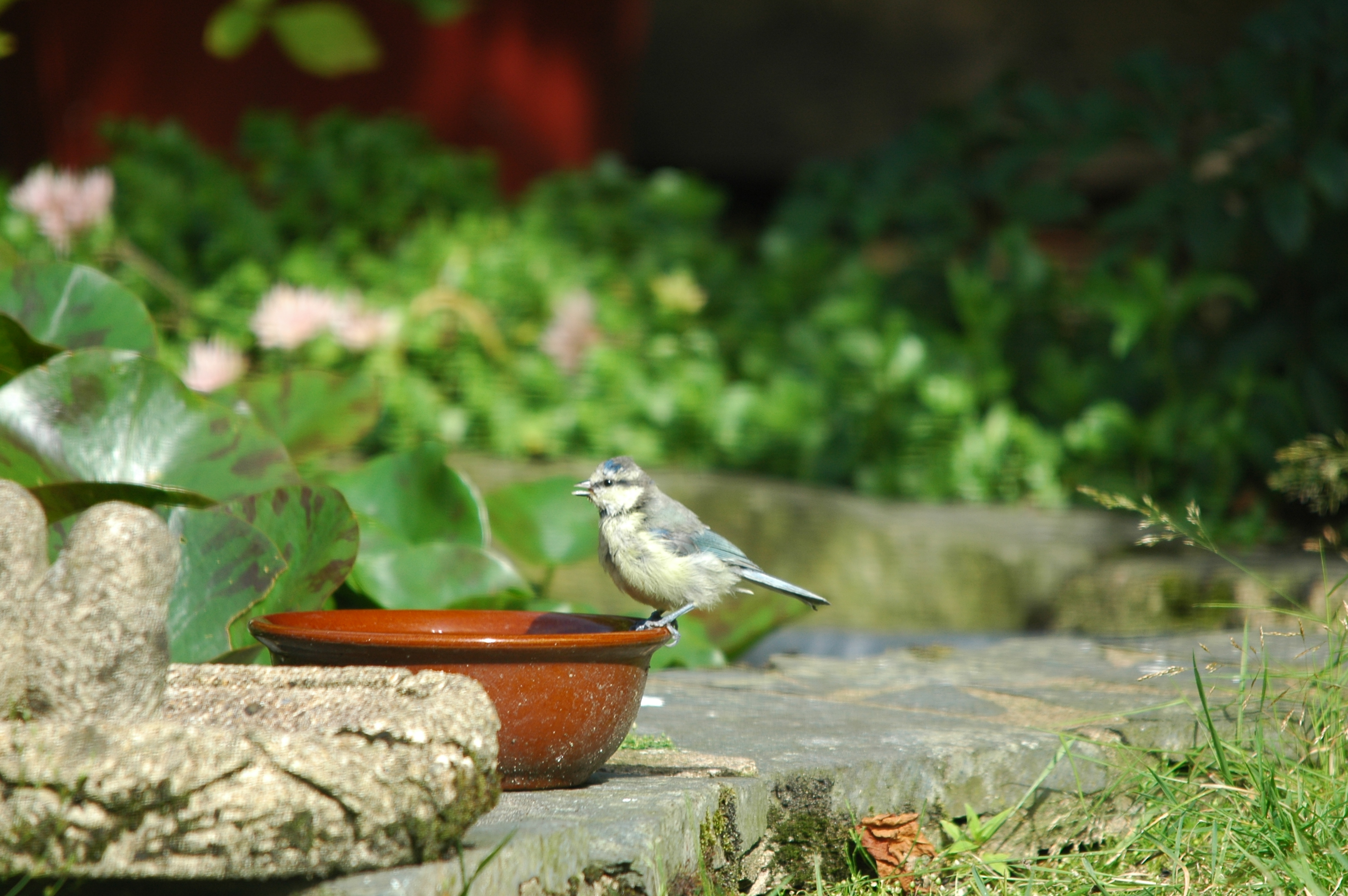 photos/wildlife/Bird_Species/168-Tits-Chickadees/7653-Blue_Tit/20090720-Burscough-05.jpg