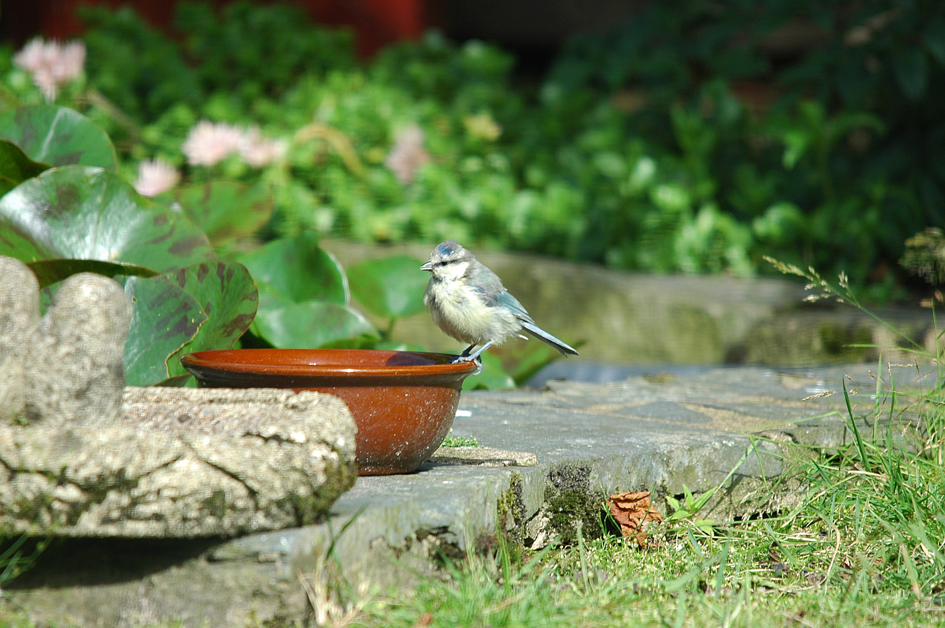 photos/wildlife/Bird_Species/168-Tits-Chickadees/7653-Blue_Tit/20090720-Burscough-06.jpg