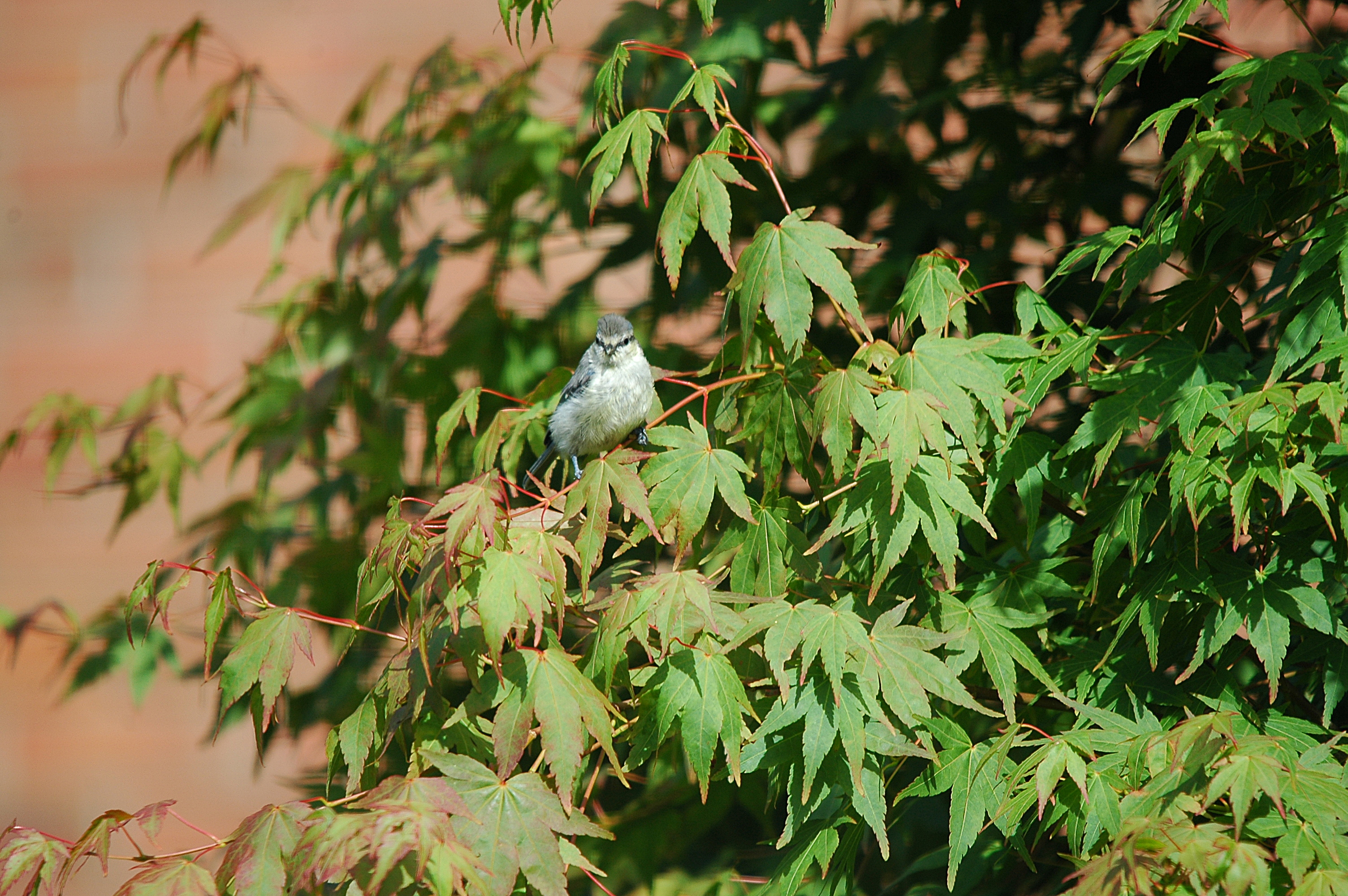 photos/wildlife/Bird_Species/168-Tits-Chickadees/7653-Blue_Tit/20090720-Burscough-08.jpg