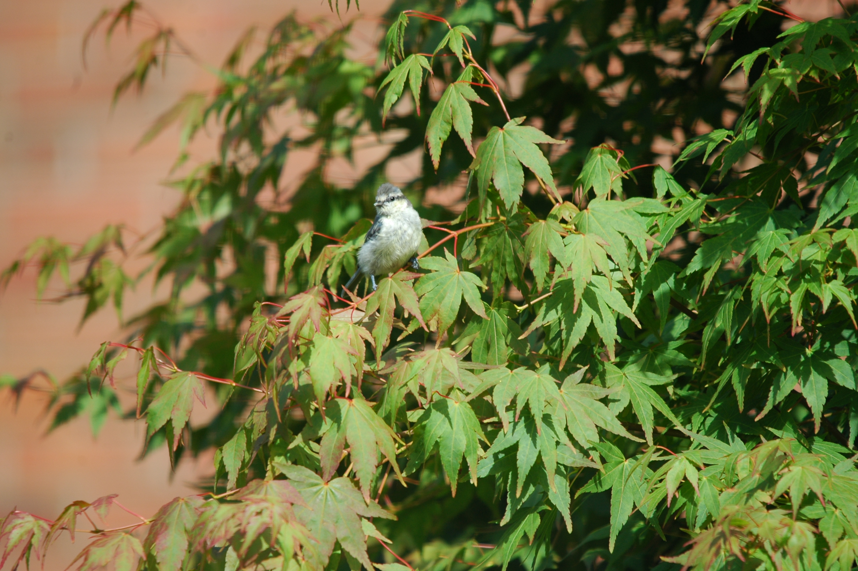 photos/wildlife/Bird_Species/168-Tits-Chickadees/7653-Blue_Tit/20090720-Burscough-09.jpg