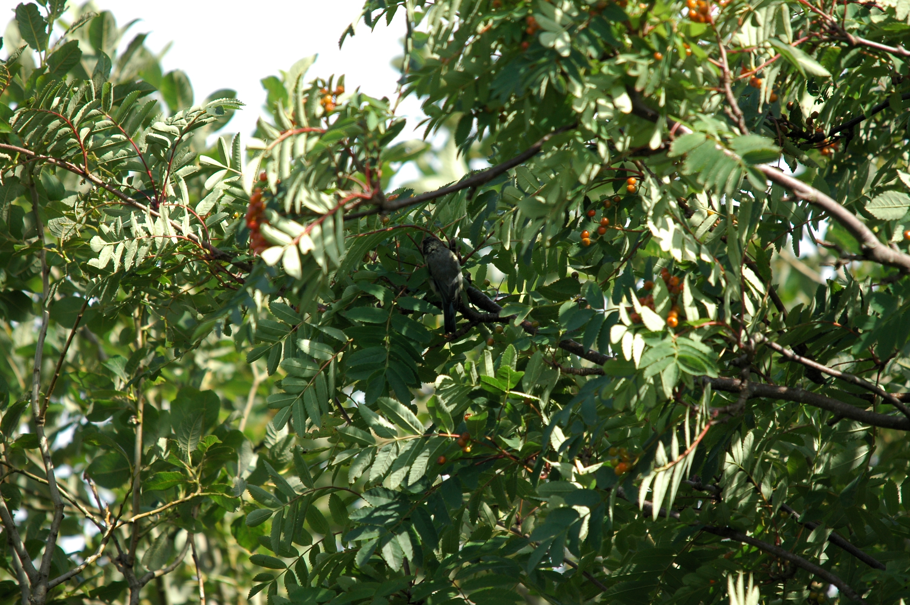 photos/wildlife/Bird_Species/168-Tits-Chickadees/7653-Blue_Tit/20090720-Burscough-10.jpg