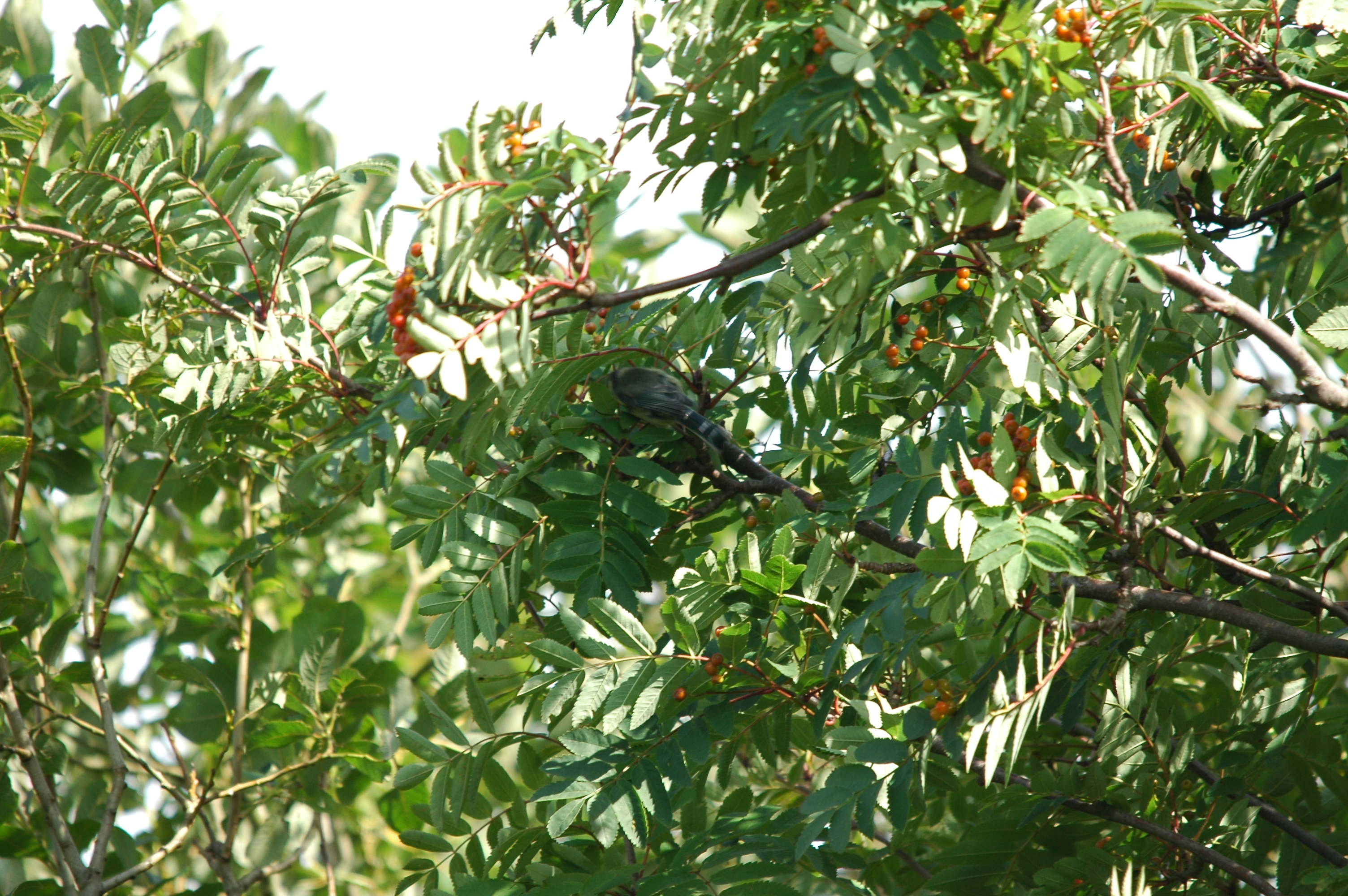 photos/wildlife/Bird_Species/168-Tits-Chickadees/7653-Blue_Tit/20090720-Burscough-11.jpg