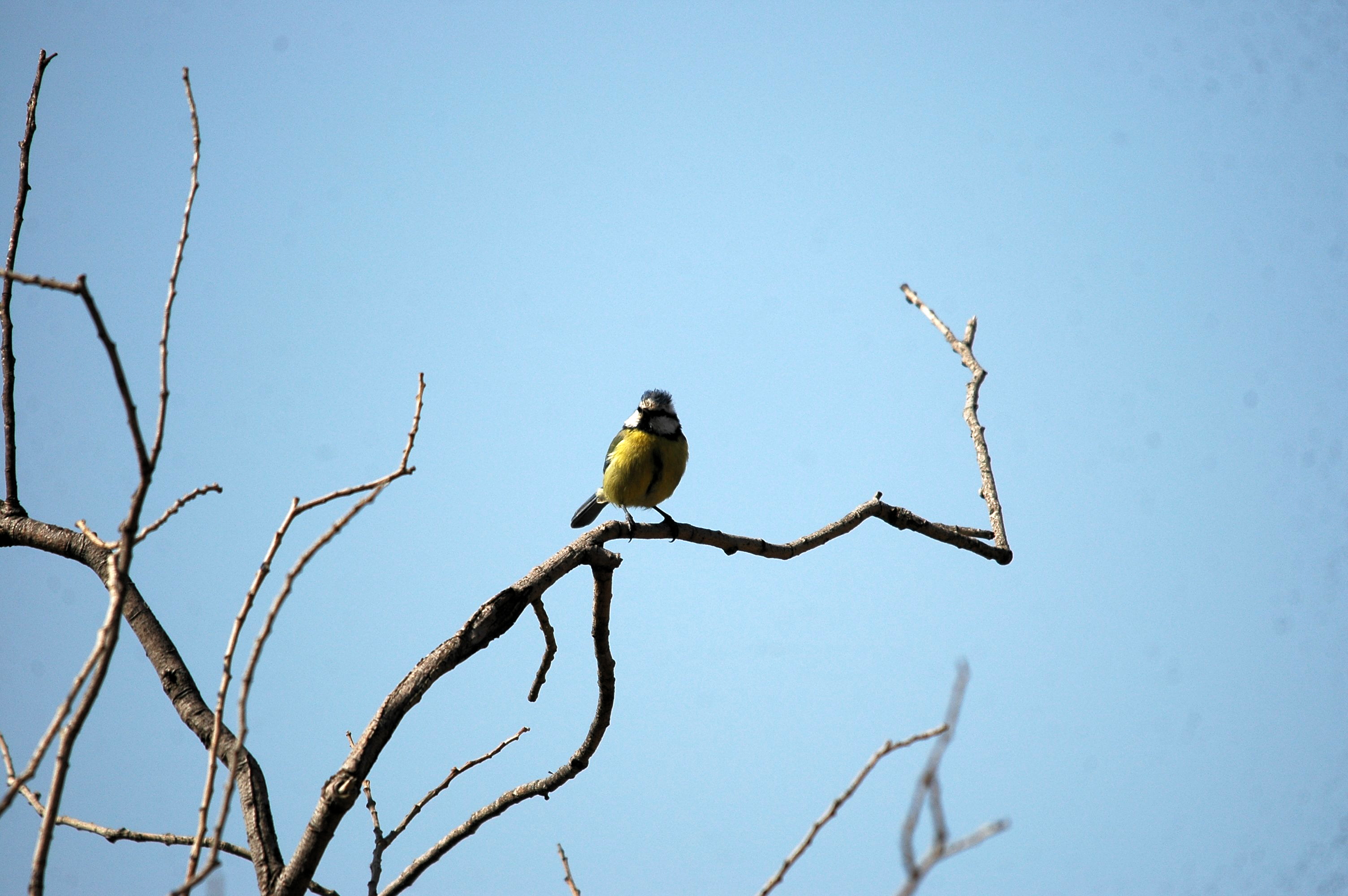 photos/wildlife/Bird_Species/168-Tits-Chickadees/7653-Blue_Tit/20090925-Spain-01.jpg