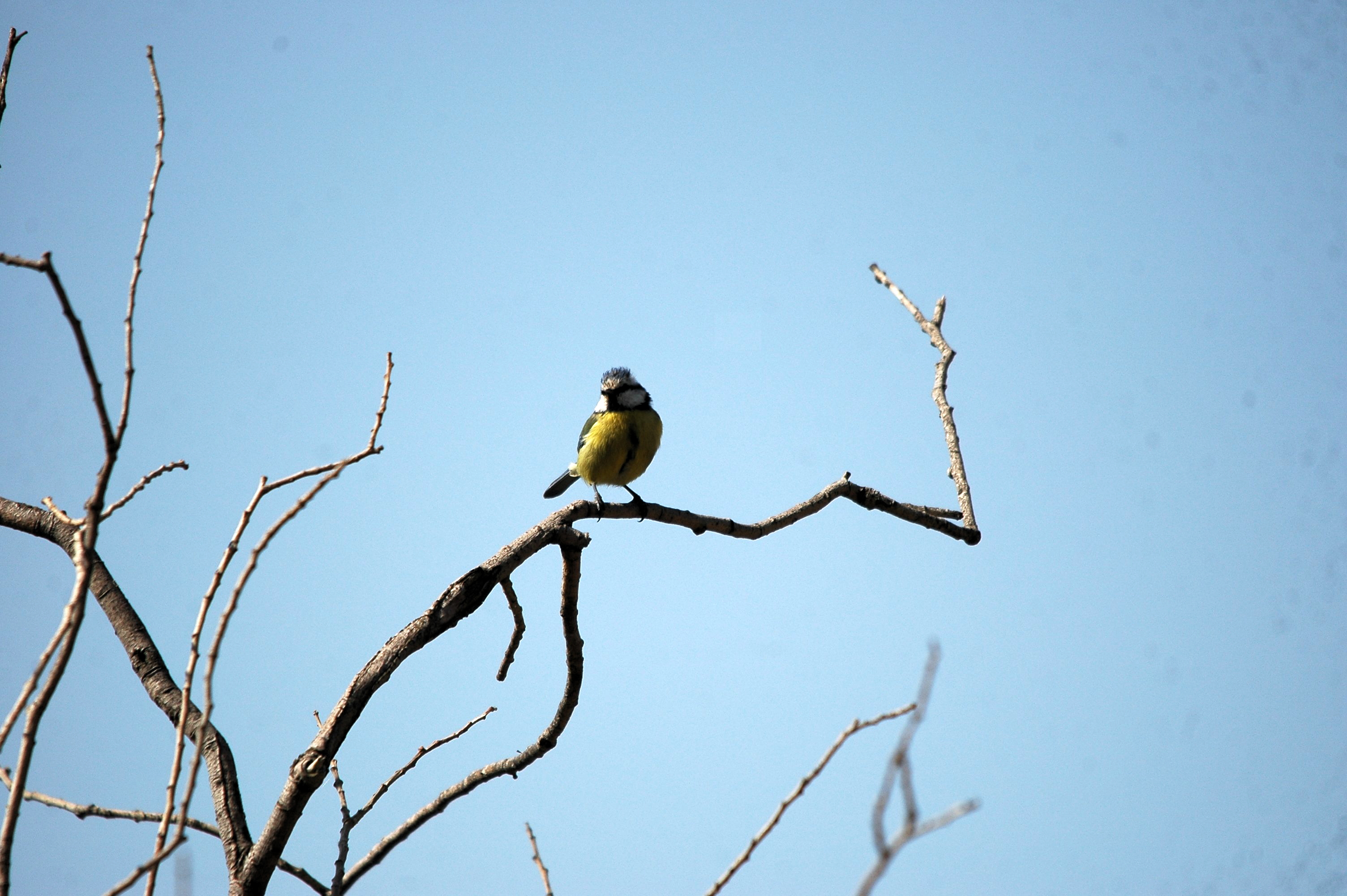 photos/wildlife/Bird_Species/168-Tits-Chickadees/7653-Blue_Tit/20090925-Spain-02.jpg