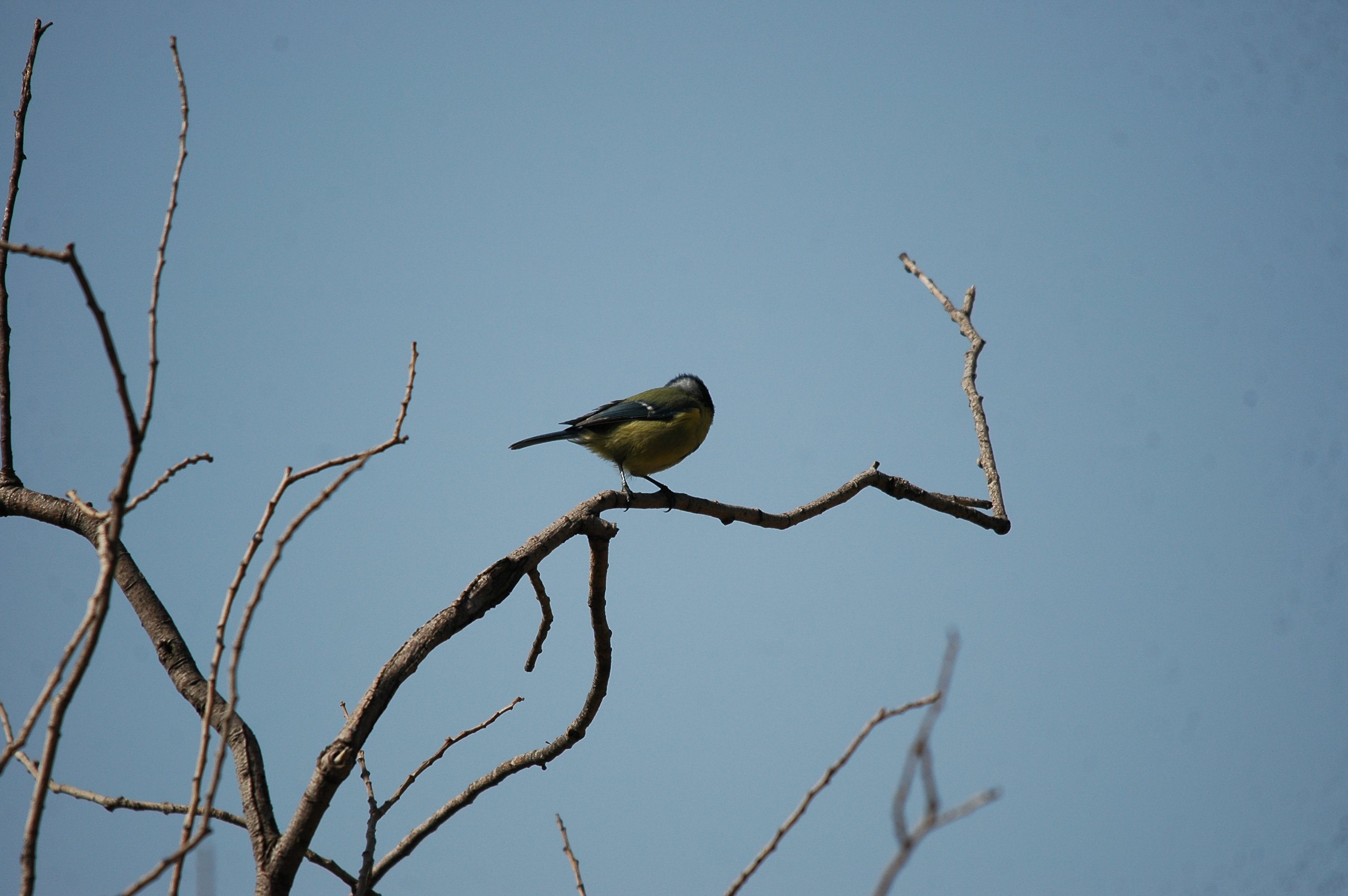 photos/wildlife/Bird_Species/168-Tits-Chickadees/7653-Blue_Tit/20090925-Spain-03.jpg