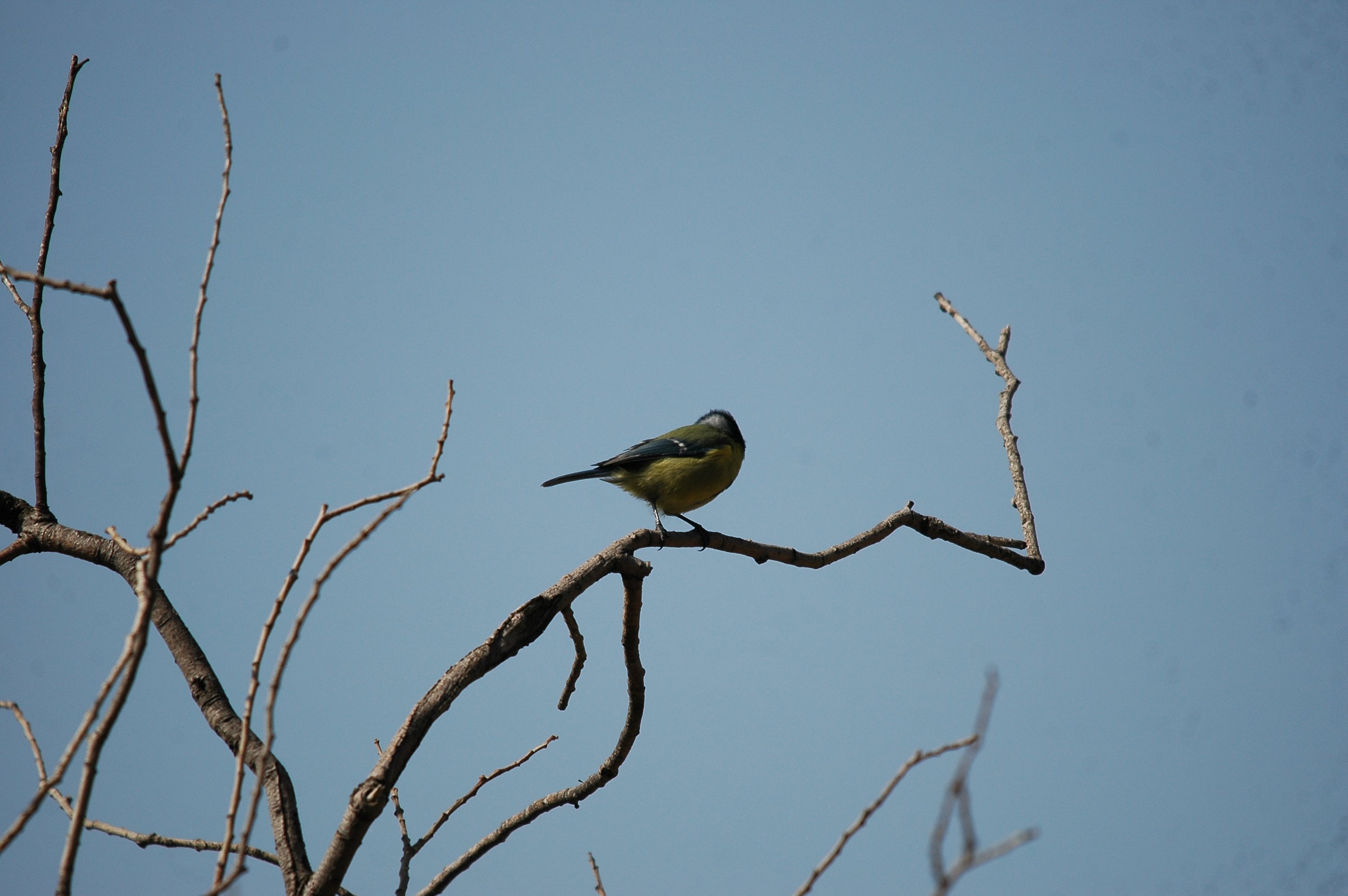 photos/wildlife/Bird_Species/168-Tits-Chickadees/7653-Blue_Tit/20090925-Spain-04.jpg