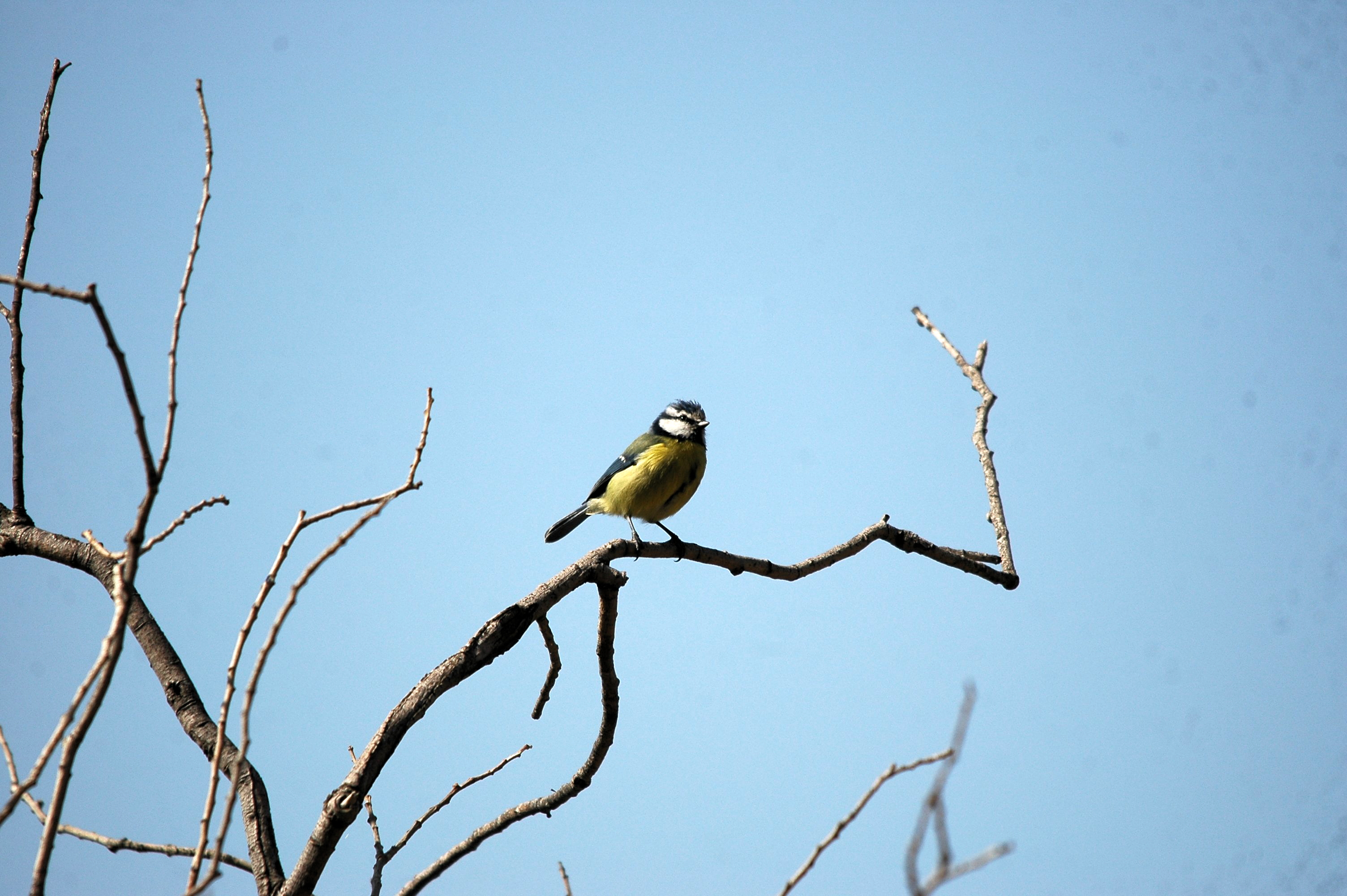 photos/wildlife/Bird_Species/168-Tits-Chickadees/7653-Blue_Tit/20090925-Spain-05.jpg