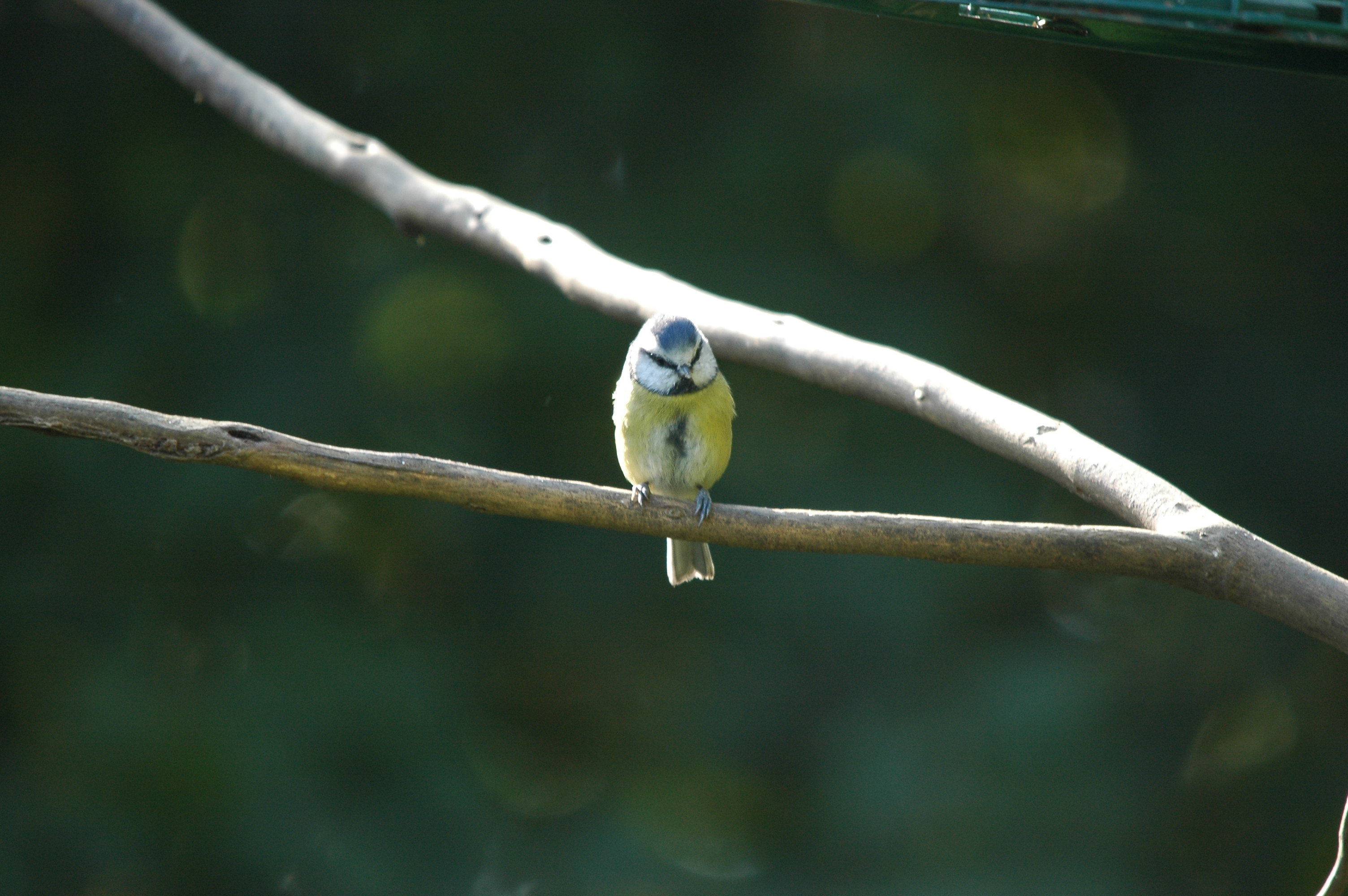 photos/wildlife/Bird_Species/168-Tits-Chickadees/7653-Blue_Tit/DSC_3564.JPG