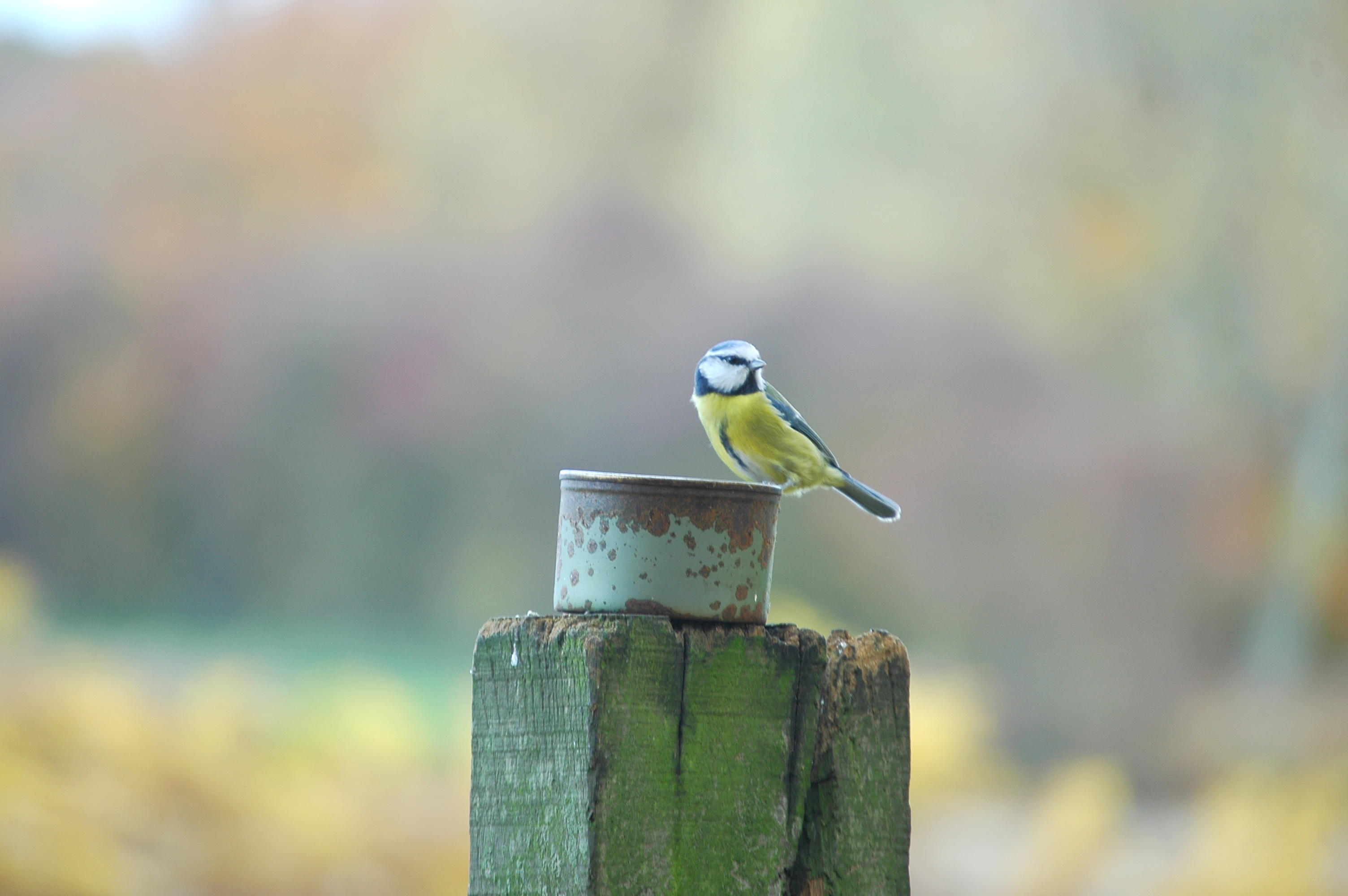 photos/wildlife/Bird_Species/168-Tits-Chickadees/7653-Blue_Tit/DSC_3939.JPG