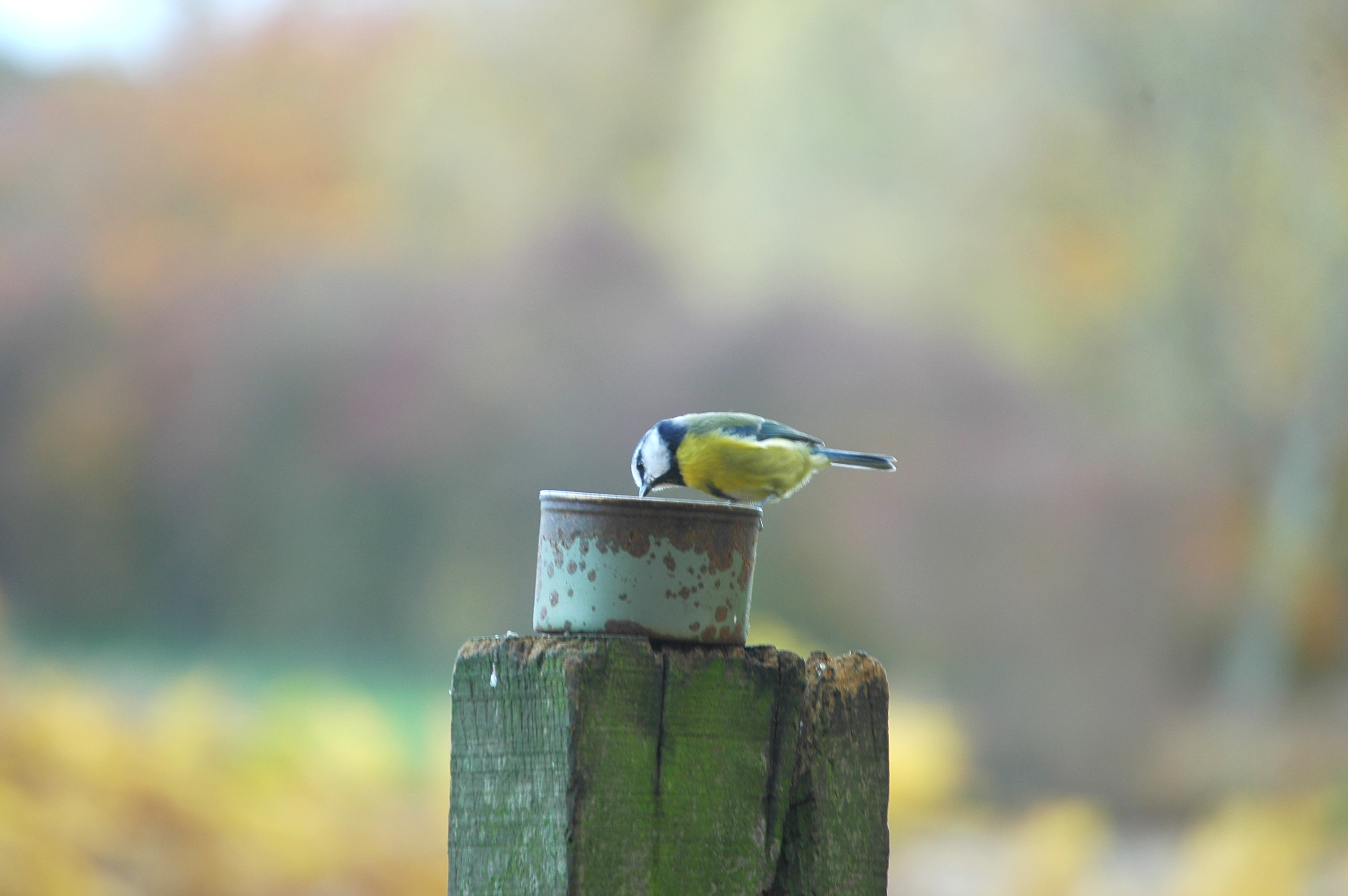 photos/wildlife/Bird_Species/168-Tits-Chickadees/7653-Blue_Tit/DSC_3940.JPG