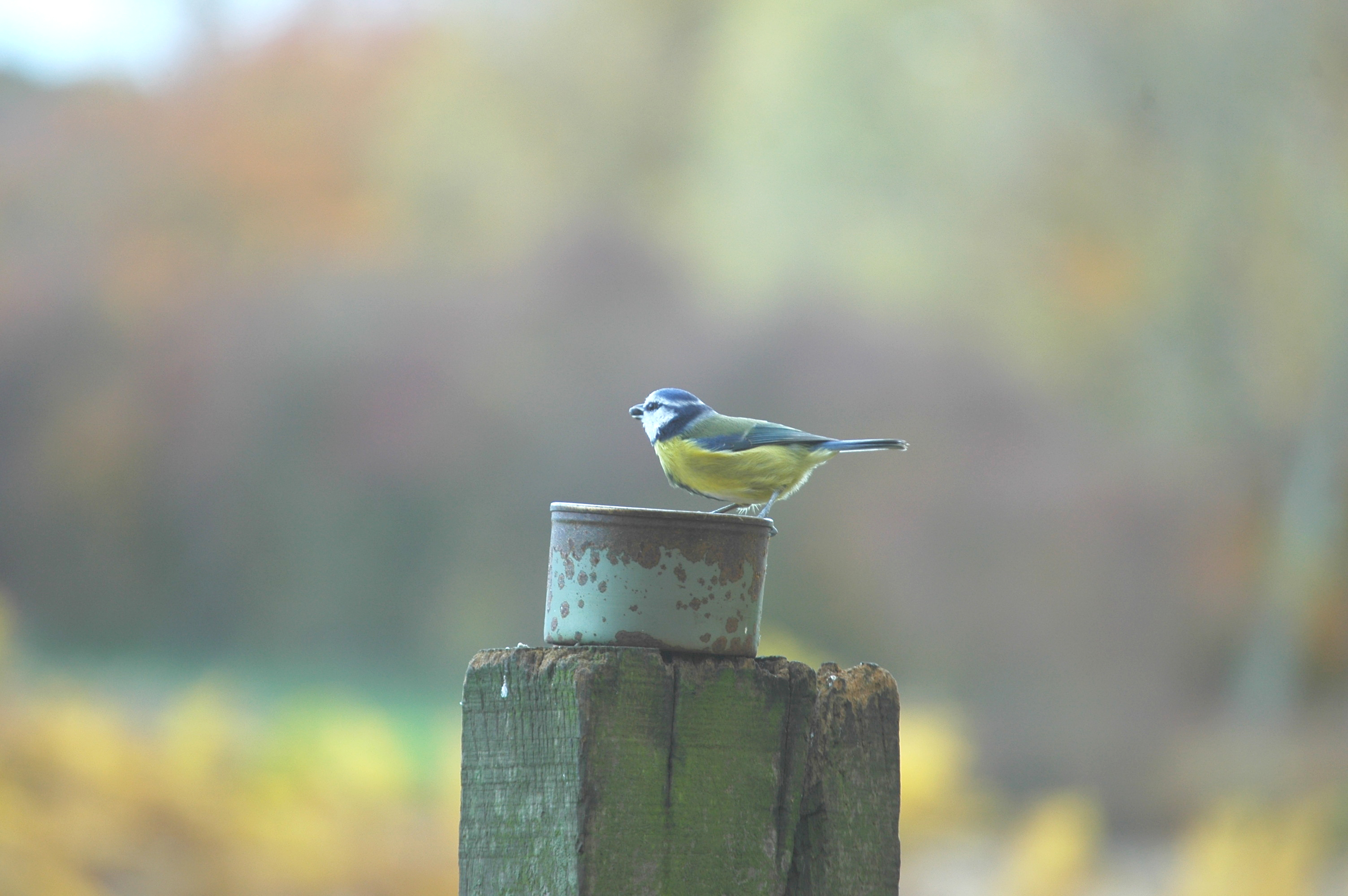 photos/wildlife/Bird_Species/168-Tits-Chickadees/7653-Blue_Tit/DSC_3941.JPG
