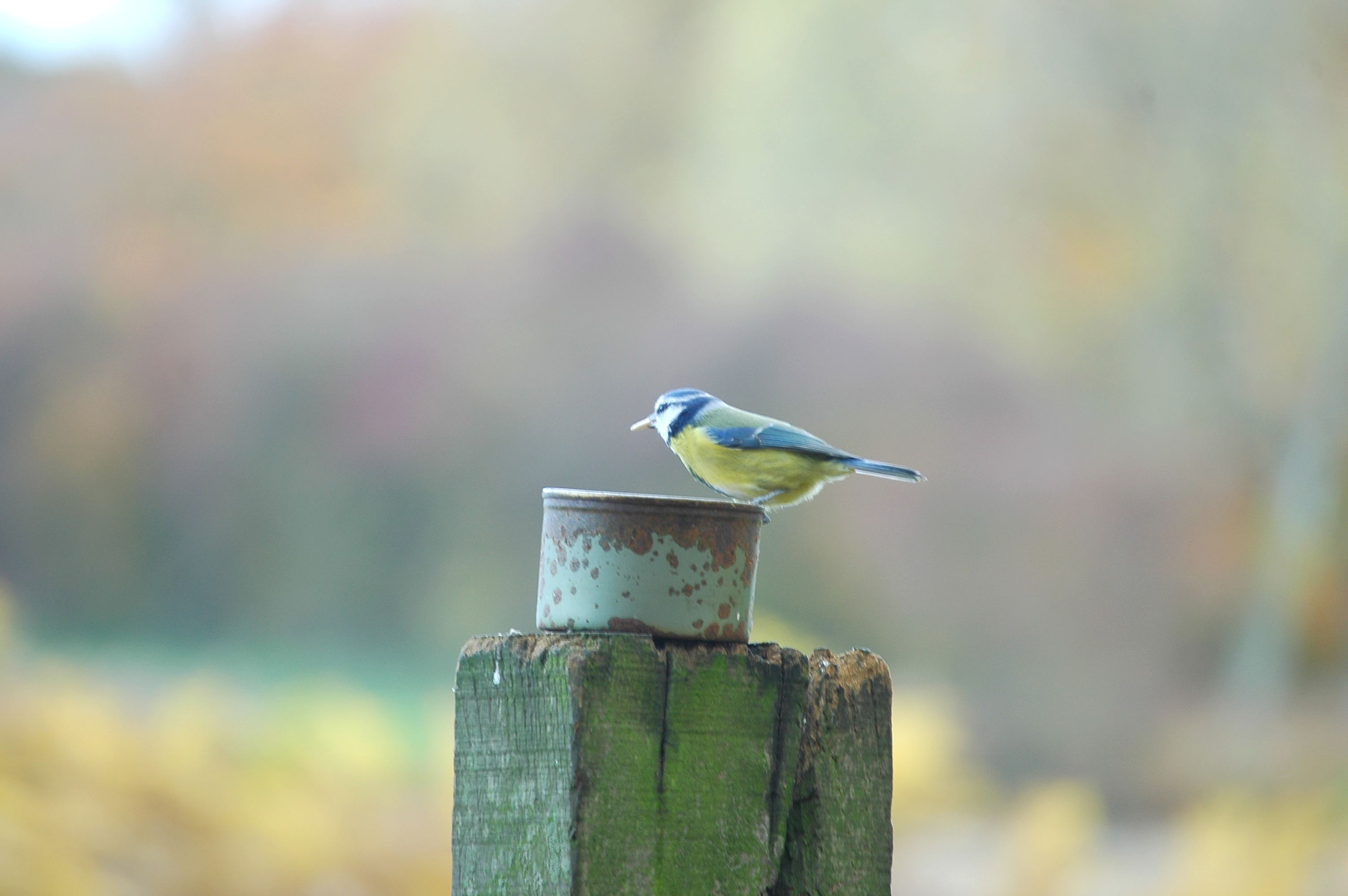 photos/wildlife/Bird_Species/168-Tits-Chickadees/7653-Blue_Tit/DSC_3942.JPG