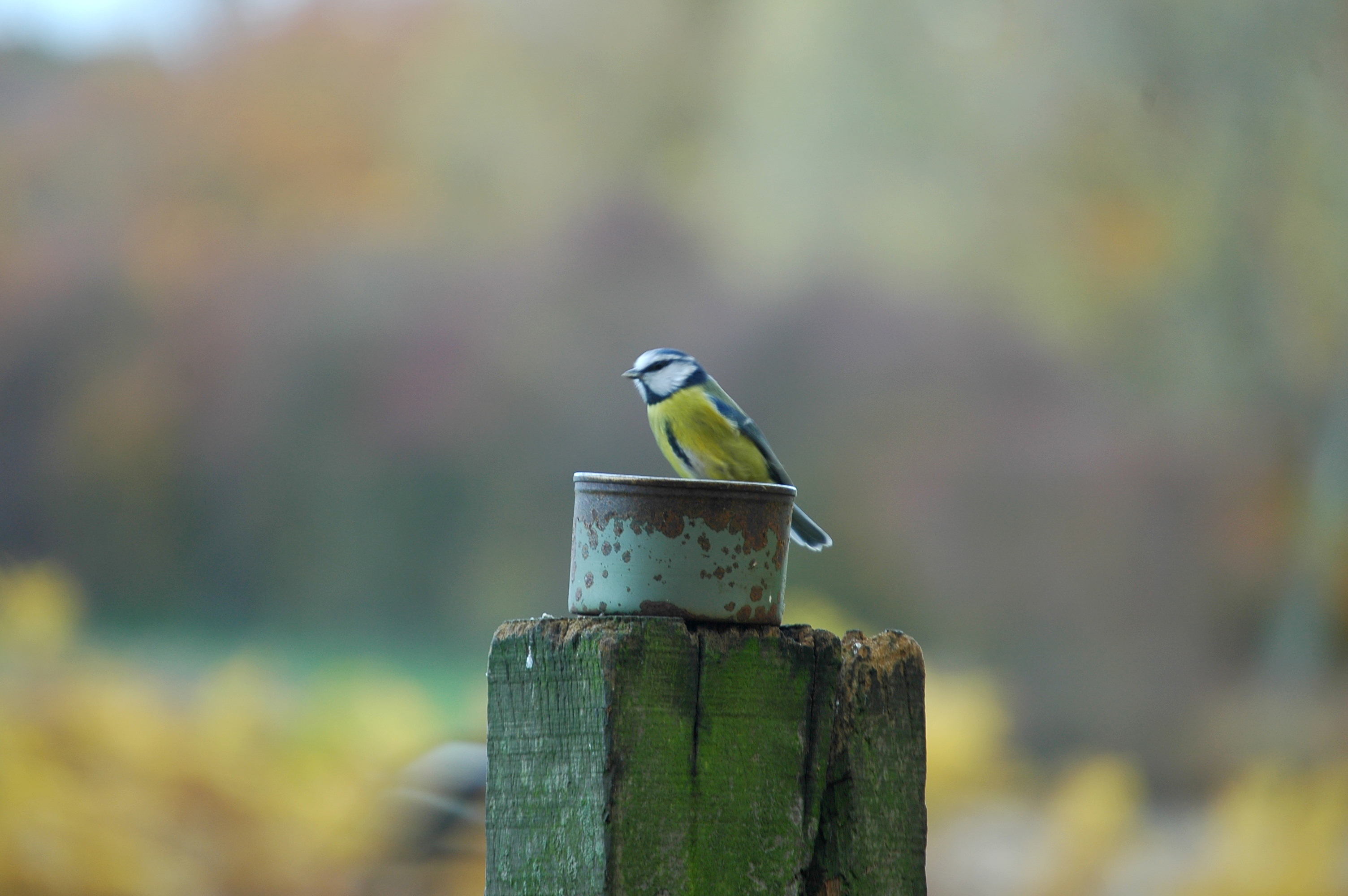 photos/wildlife/Bird_Species/168-Tits-Chickadees/7653-Blue_Tit/DSC_3949.JPG