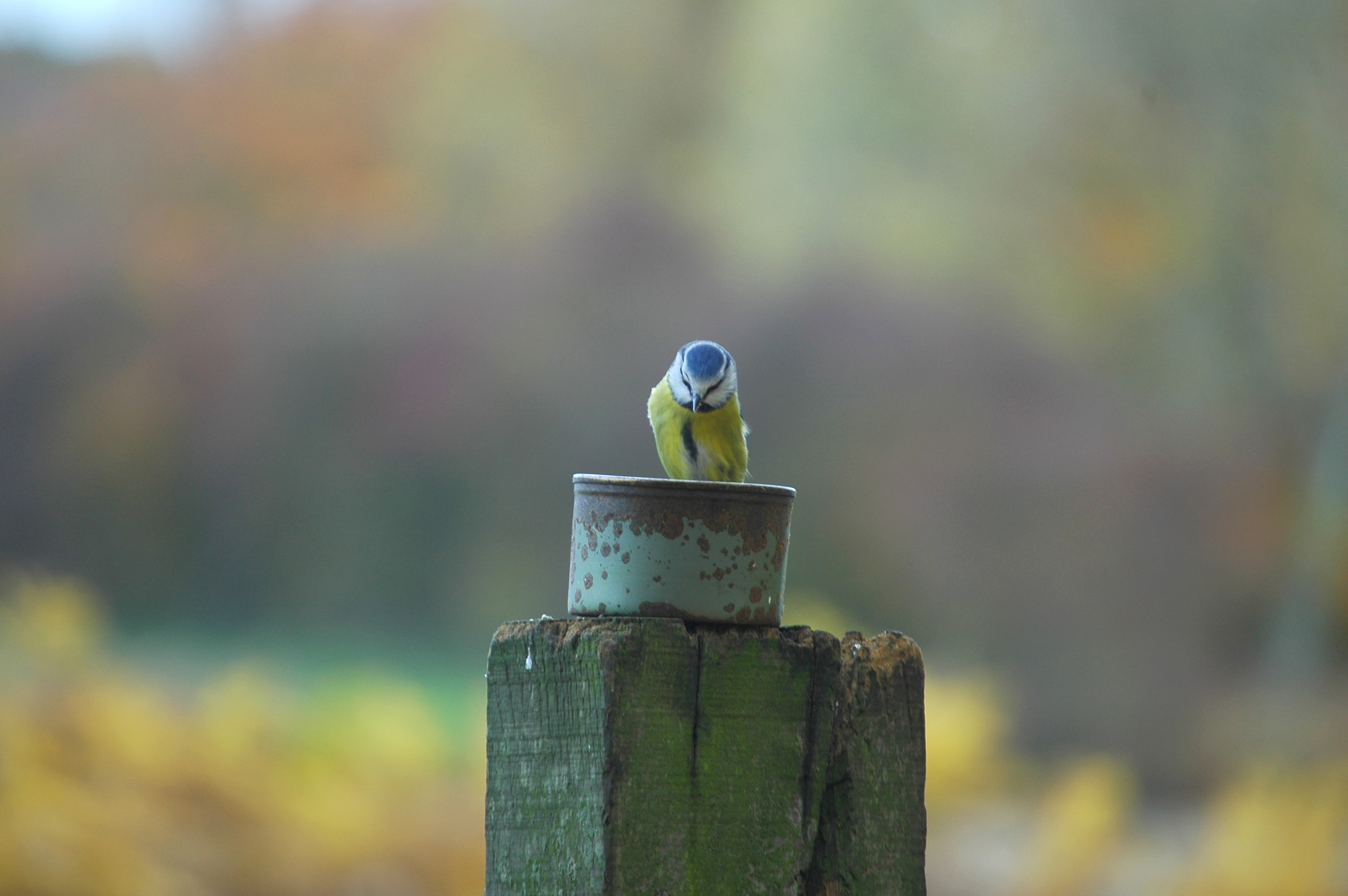 photos/wildlife/Bird_Species/168-Tits-Chickadees/7653-Blue_Tit/DSC_3950.JPG