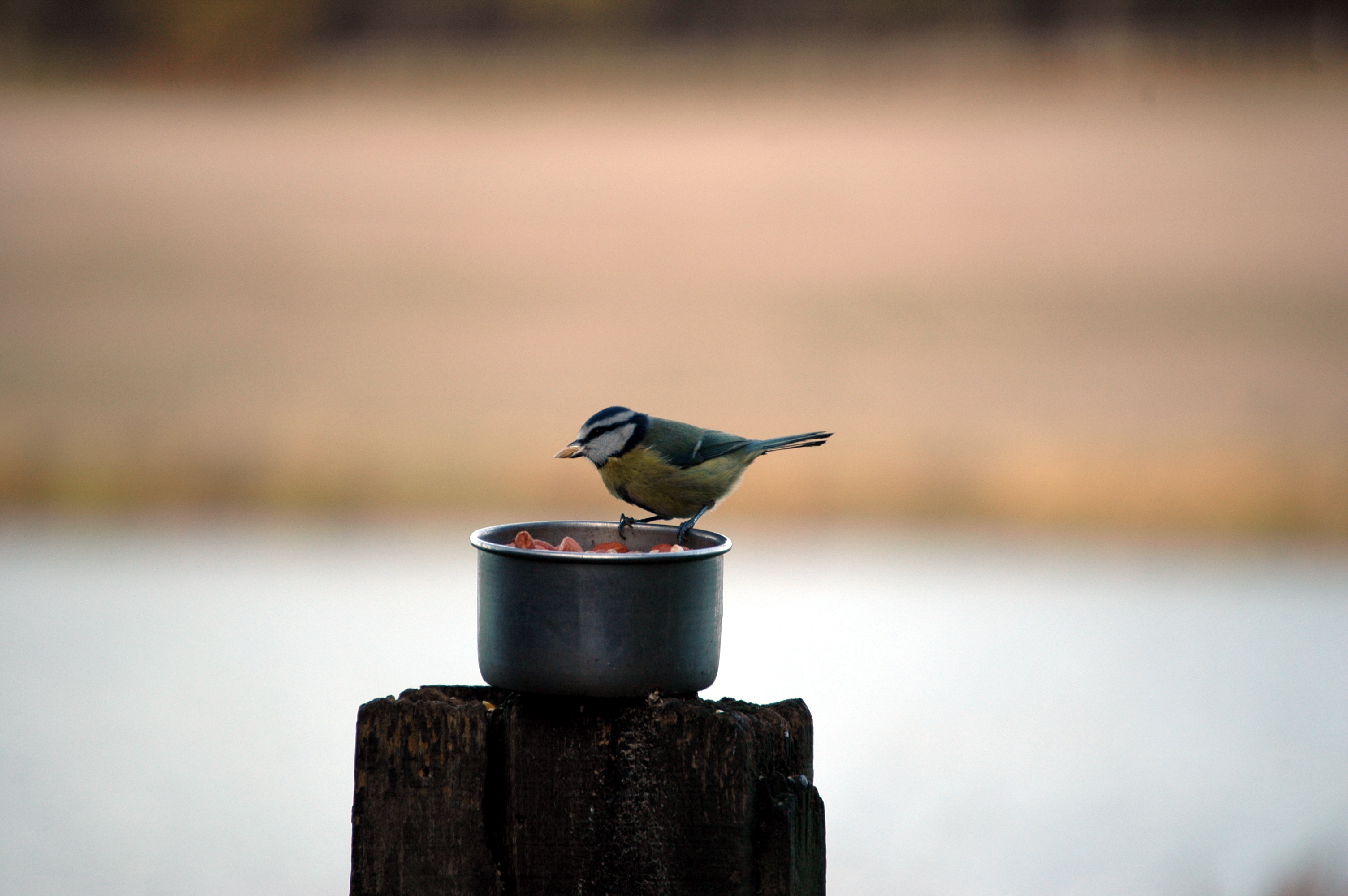 photos/wildlife/Bird_Species/168-Tits-Chickadees/7653-Blue_Tit/DSC_4363.JPG