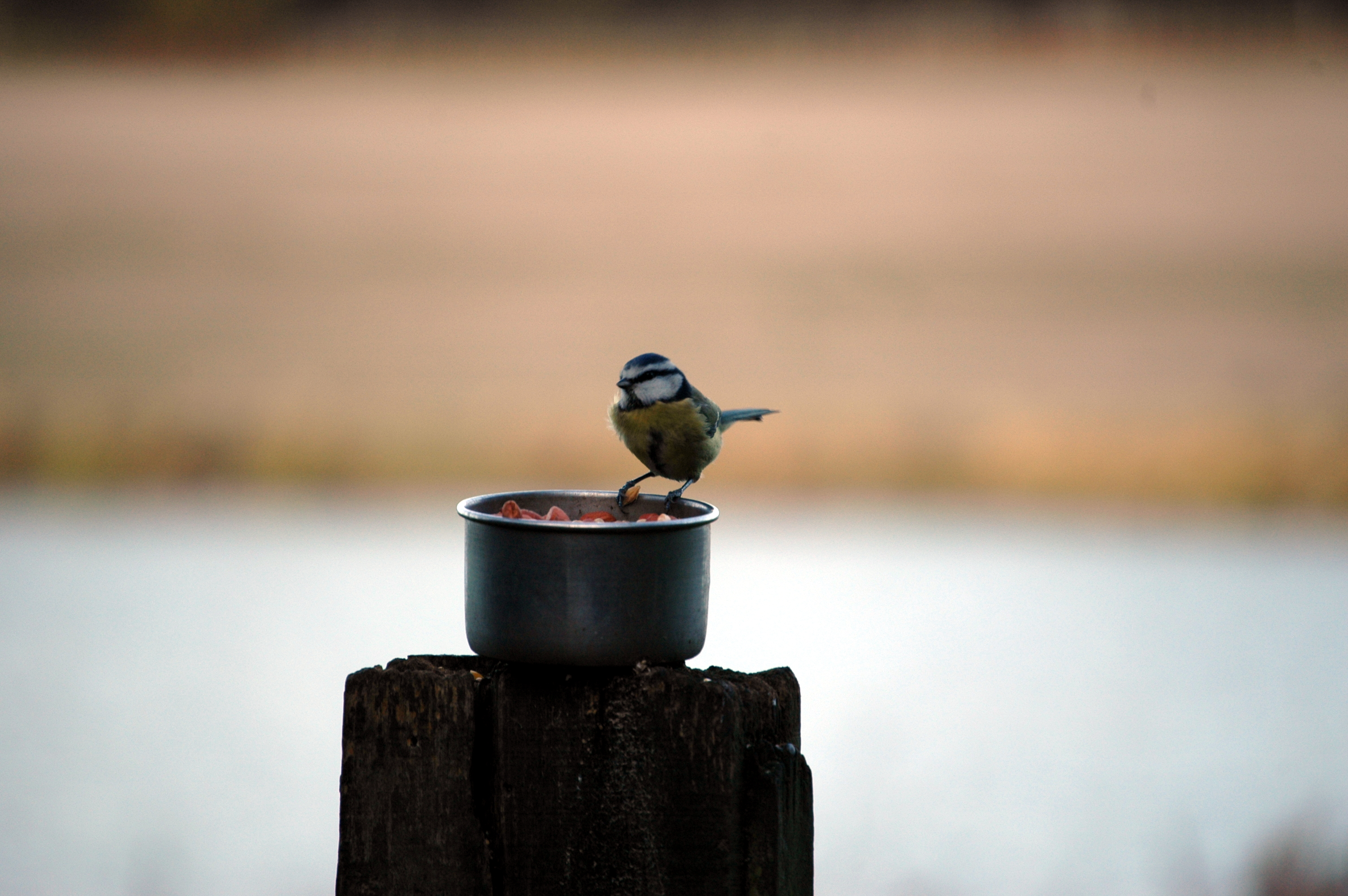 photos/wildlife/Bird_Species/168-Tits-Chickadees/7653-Blue_Tit/DSC_4364.JPG