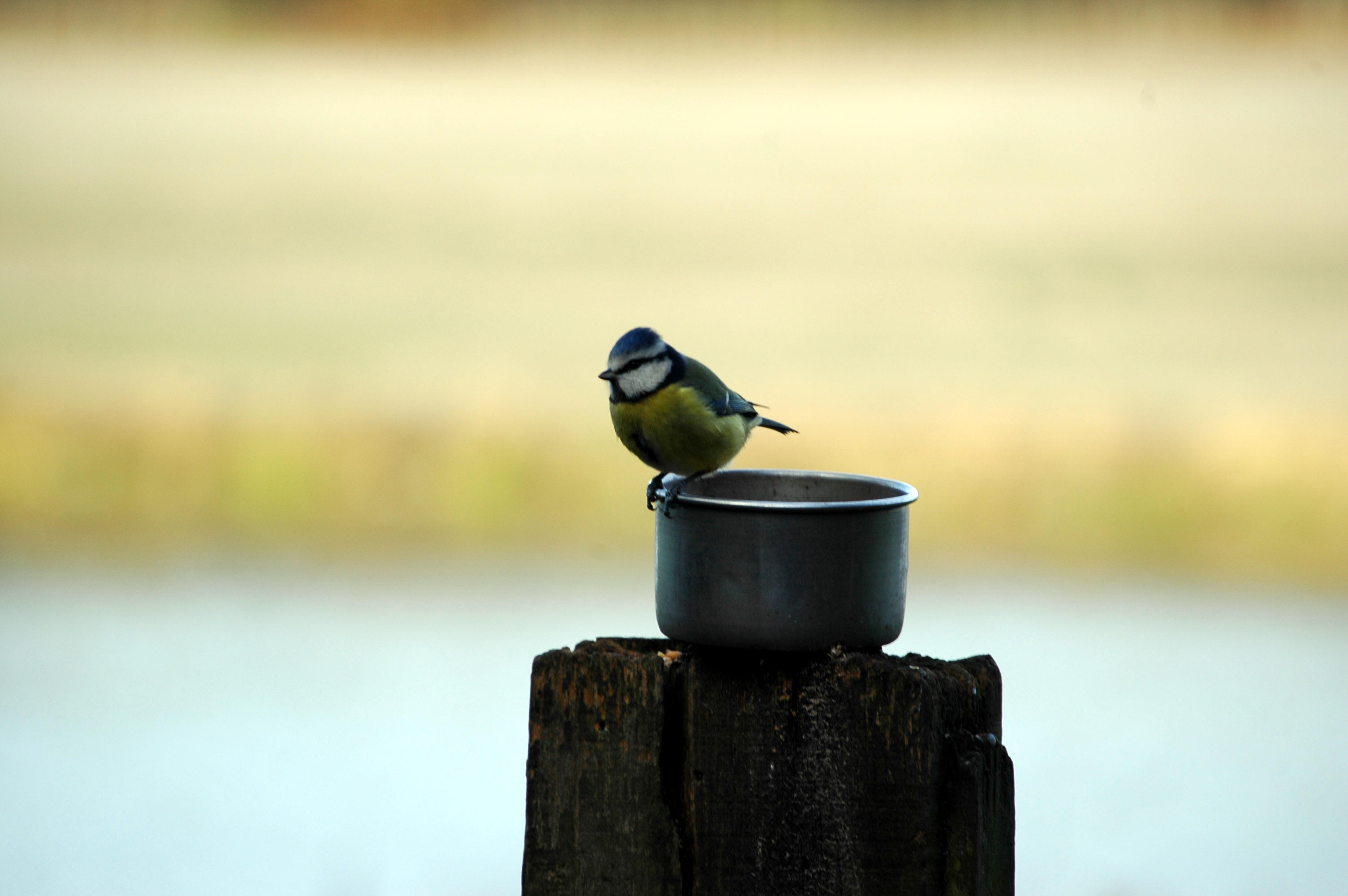 photos/wildlife/Bird_Species/168-Tits-Chickadees/7653-Blue_Tit/DSC_4421.JPG