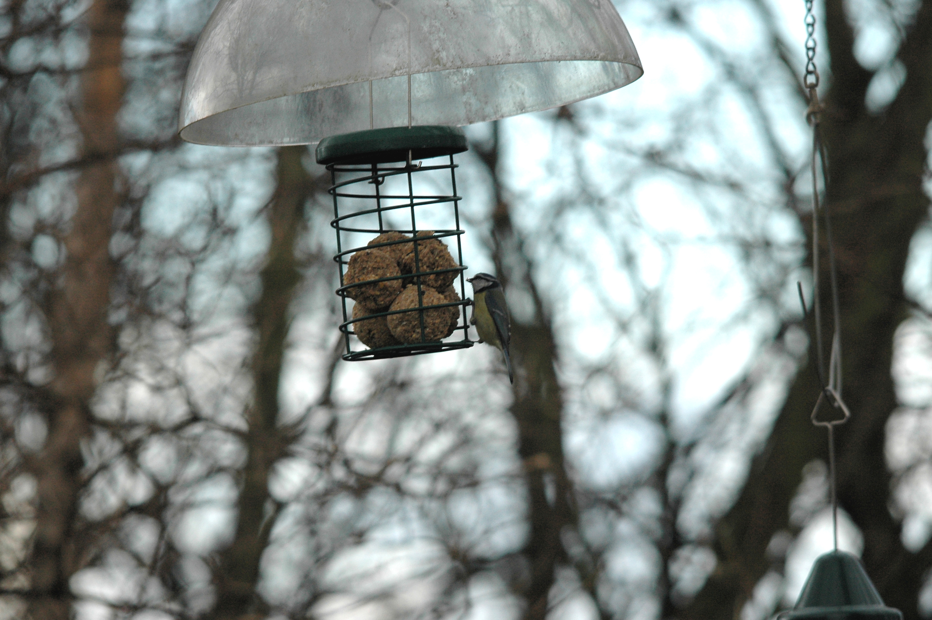 photos/wildlife/Bird_Species/168-Tits-Chickadees/7653-Blue_Tit/DSC_4671.JPG