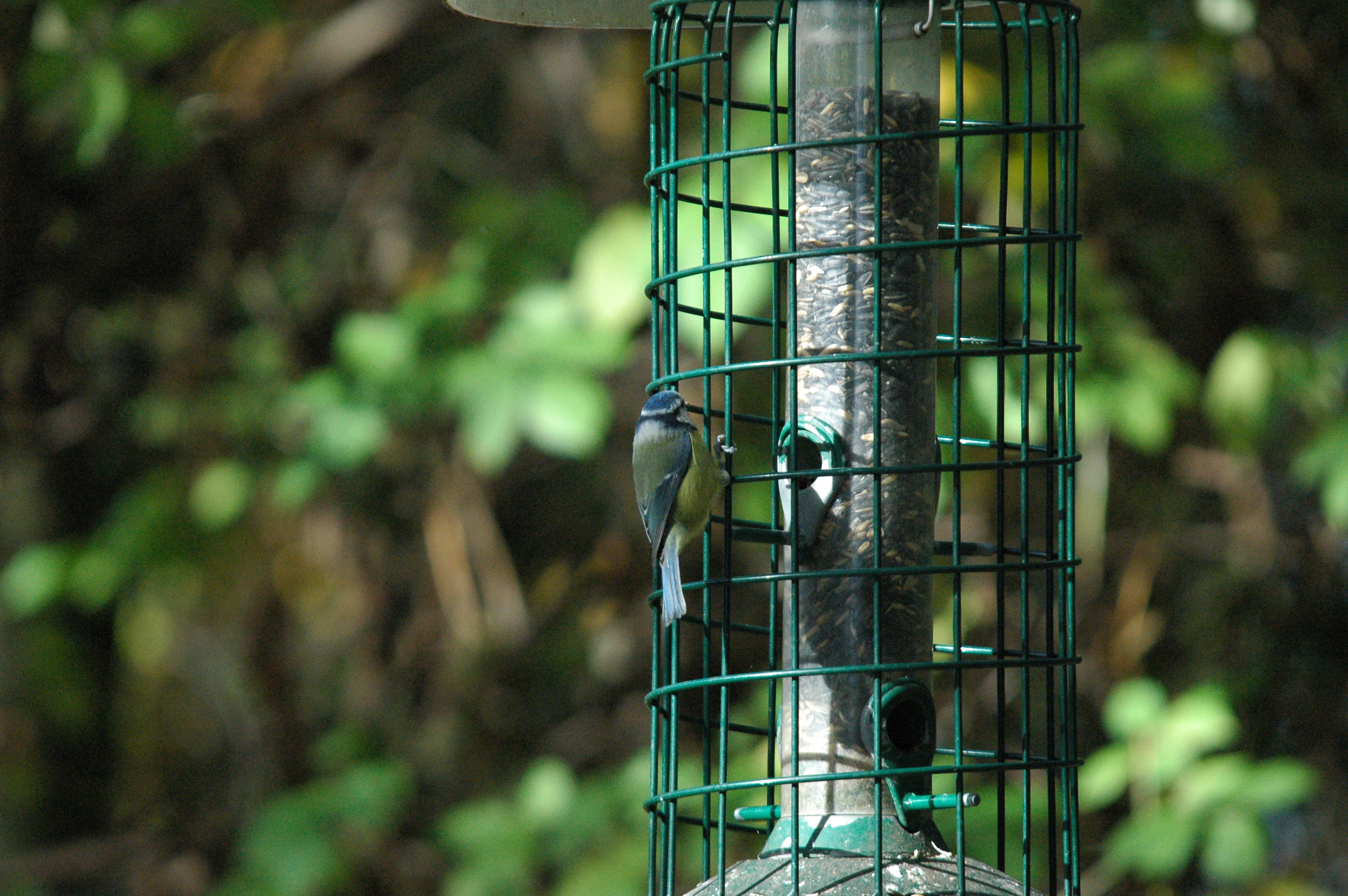 photos/wildlife/Bird_Species/168-Tits-Chickadees/7653-Blue_Tit/dsc_1242.jpg