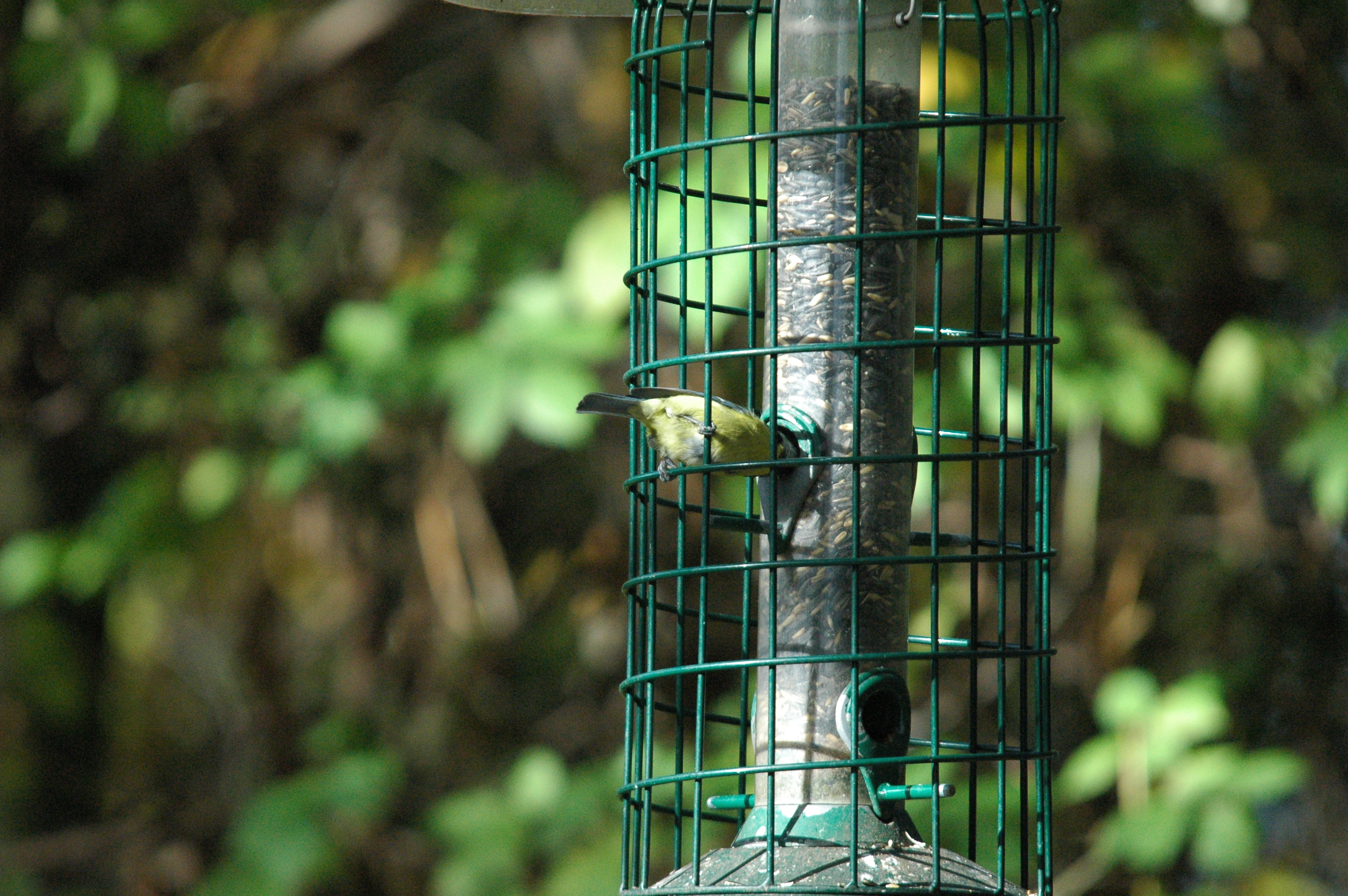 photos/wildlife/Bird_Species/168-Tits-Chickadees/7653-Blue_Tit/dsc_1243.jpg
