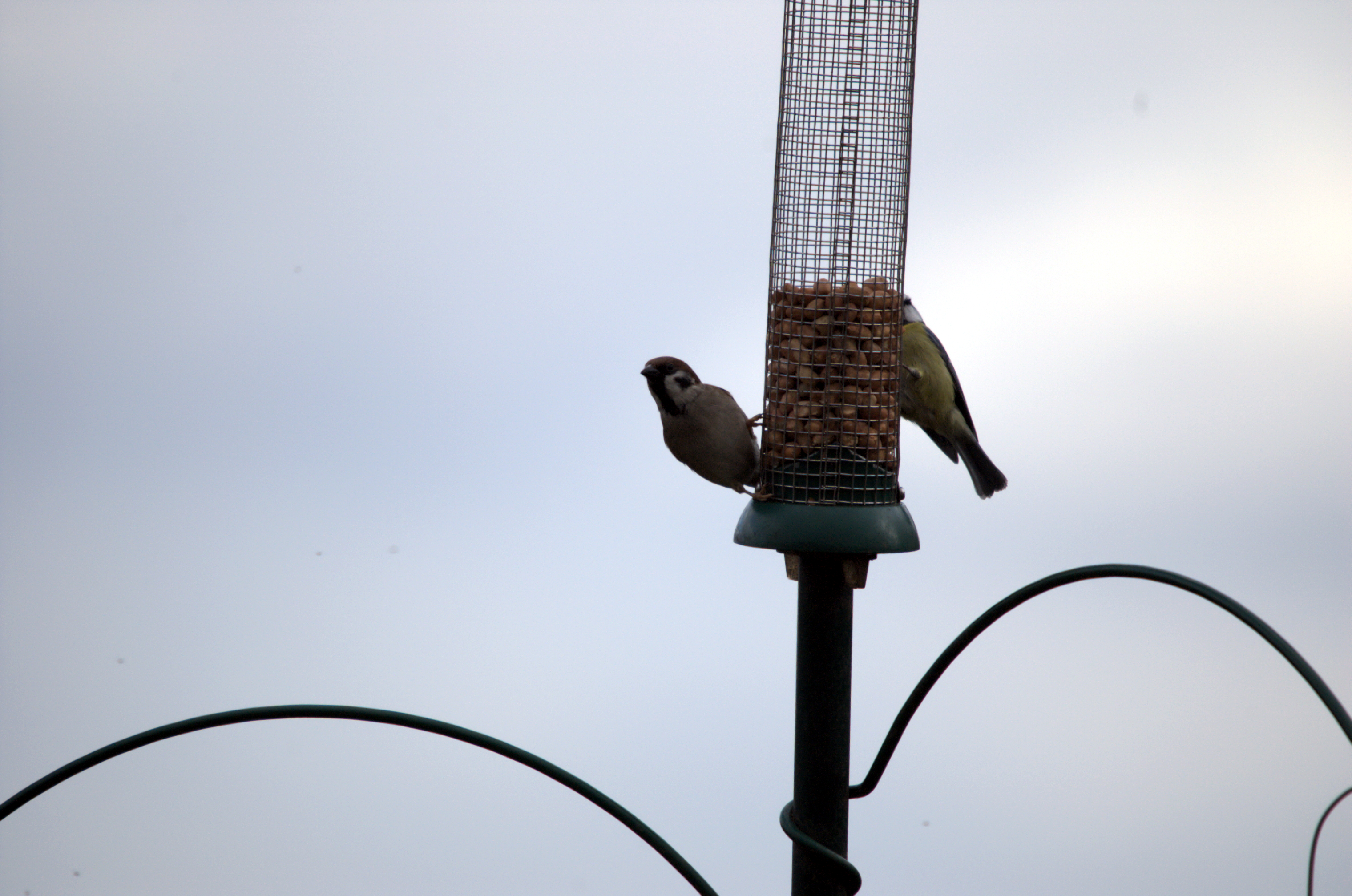 photos/wildlife/Bird_Species/168-Tits-Chickadees/7653-Blue_Tit/dsc_1840.jpeg