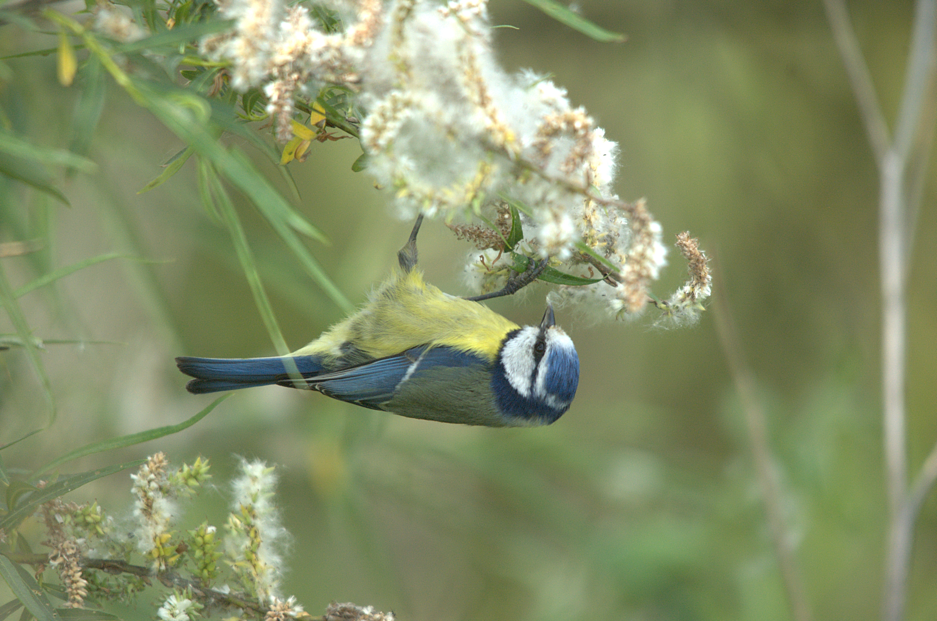 photos/wildlife/Bird_Species/168-Tits-Chickadees/7653-Blue_Tit/dsc_2254.jpg