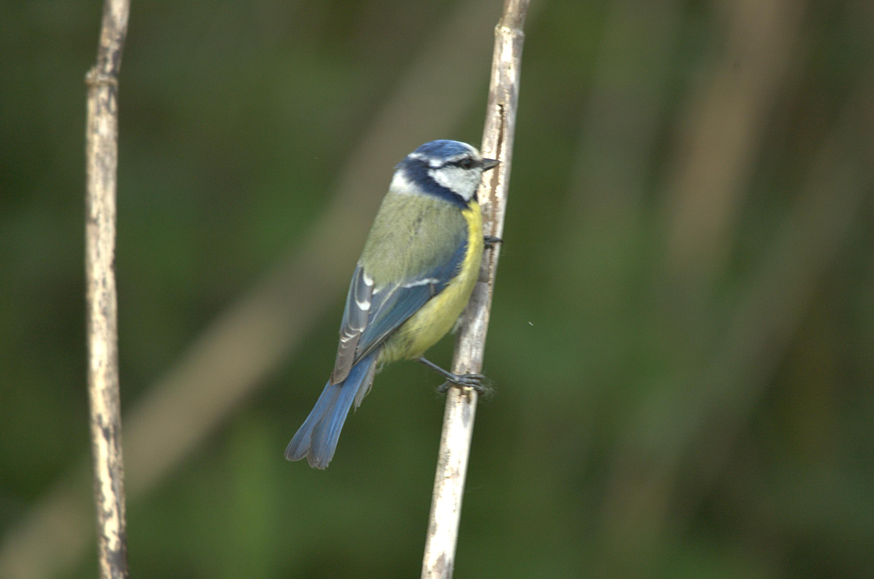 photos/wildlife/Bird_Species/168-Tits-Chickadees/7653-Blue_Tit/dsc_2255.jpg